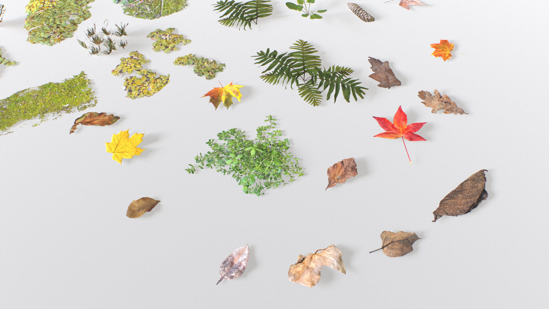 Ground Cover Foliage - 3D Model by 32cm