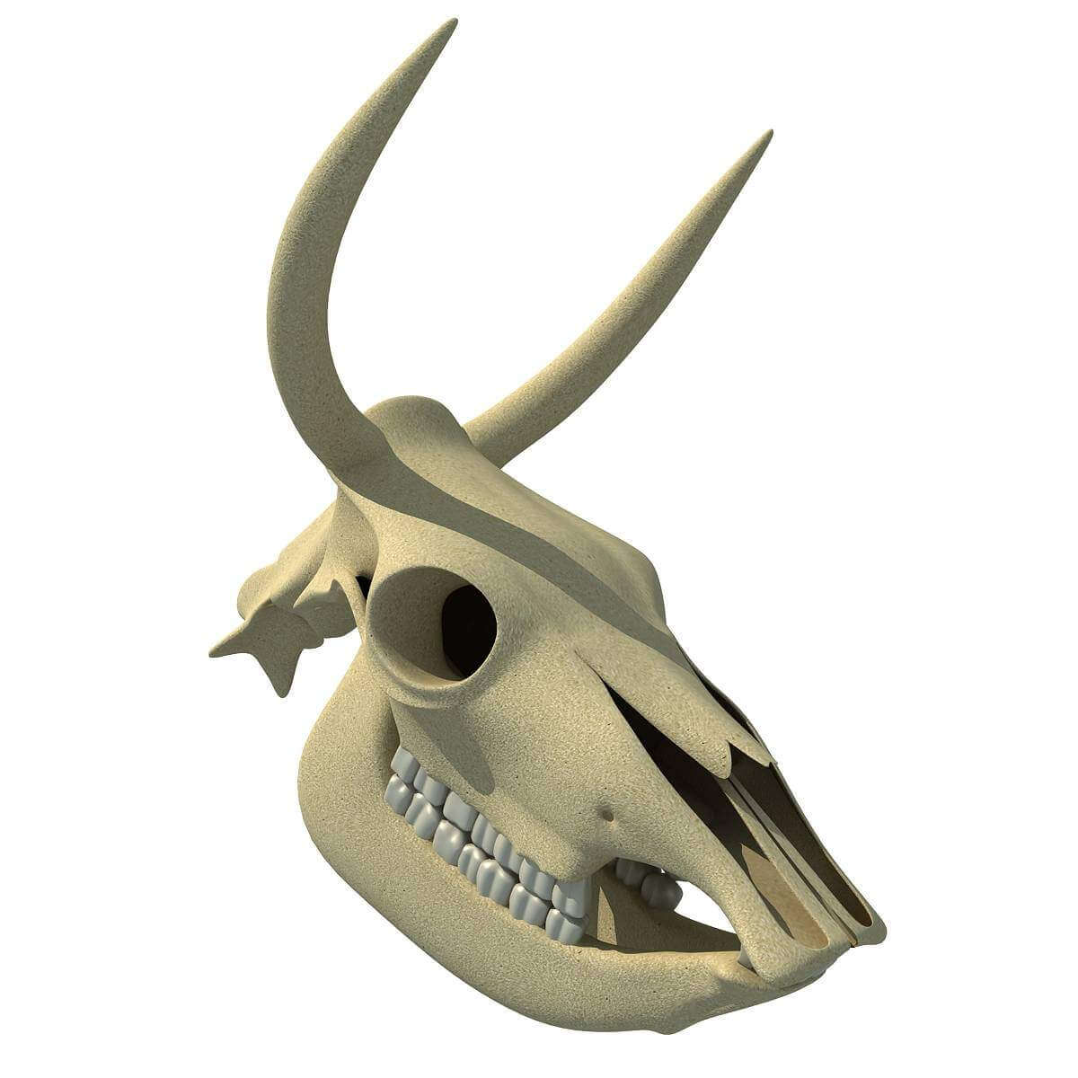 Animal Skulls 3D Model by 3D Horse