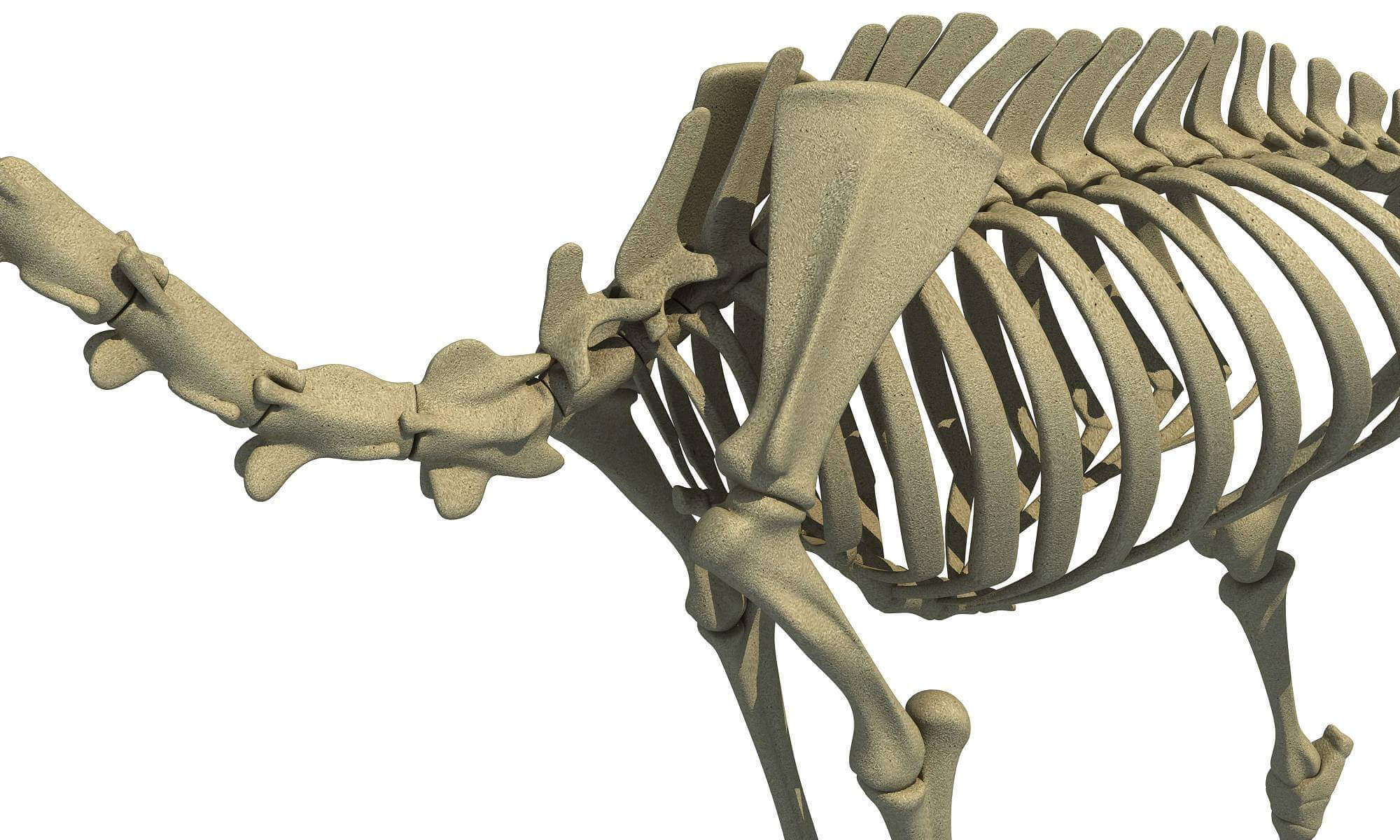 Arabian Camel Skeleton Dromedary 3D Model