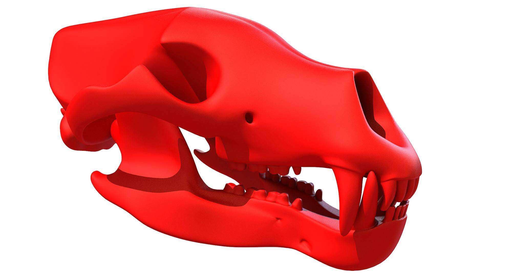 Bear Skull 3D Print Model by 3D Horse