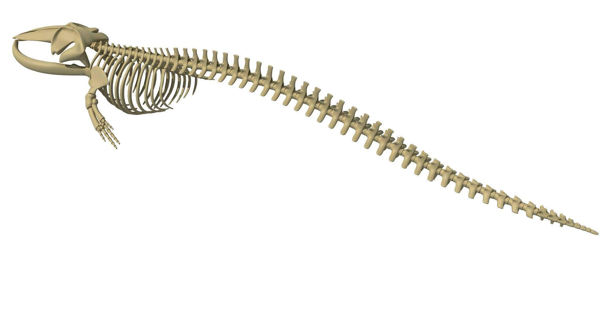 Fin Whale Skeleton - 3D Model by 3D Horse