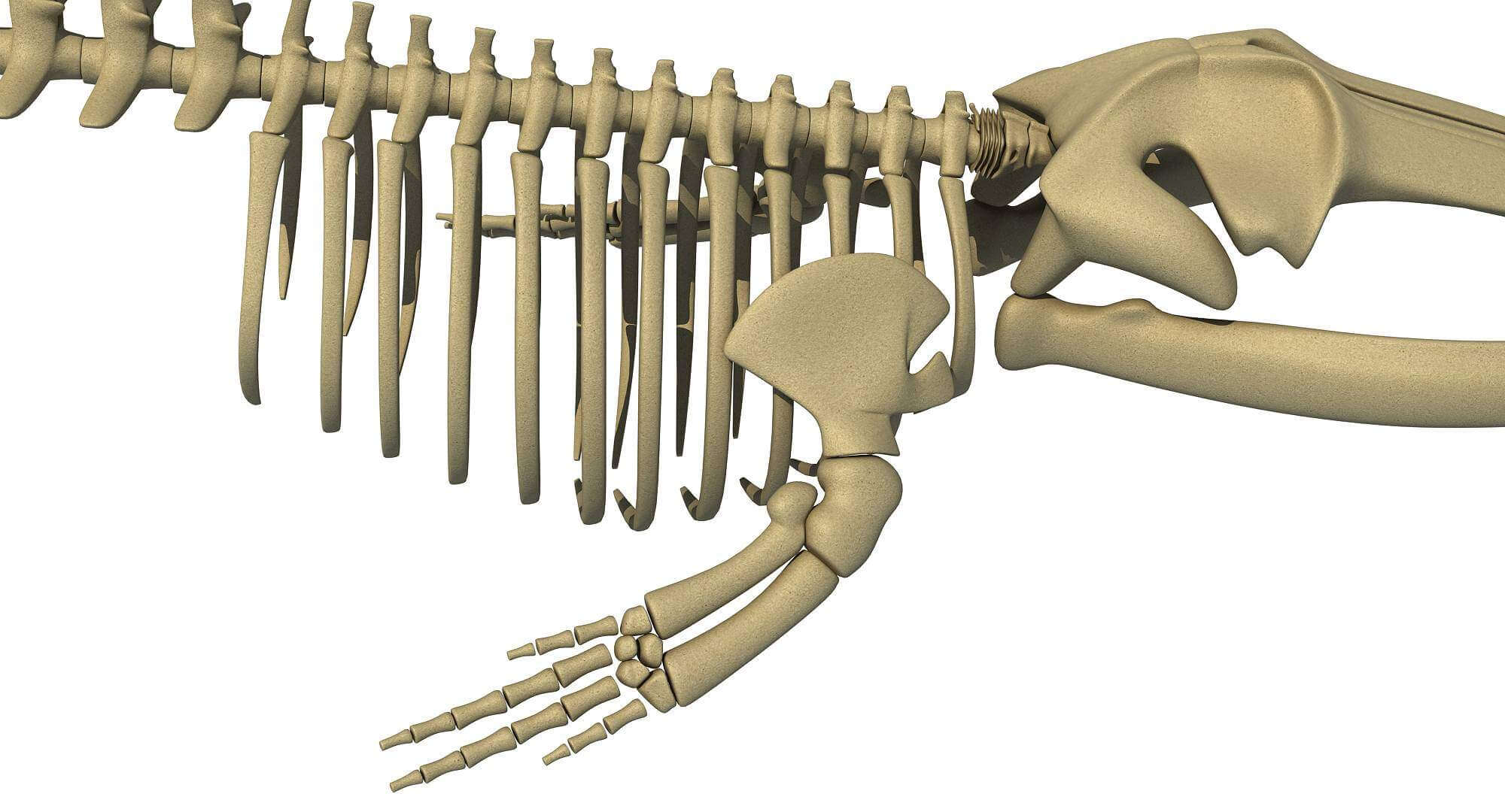 Fin Whale Skeleton - 3D Model by 3D Horse