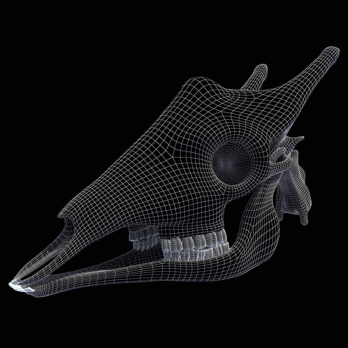 Giraffe Skull - 3D Model by 3D Horse