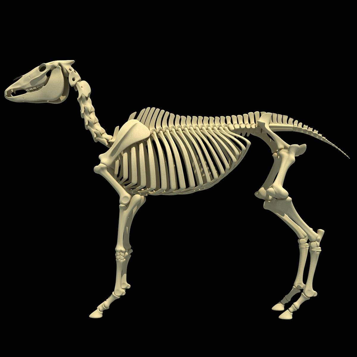 Horse Skeleton 3D Model by 3D Horse