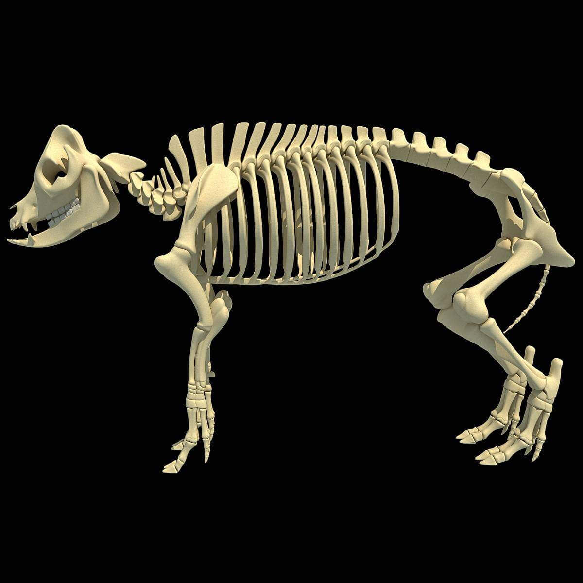 Pig Skeleton 3D Model