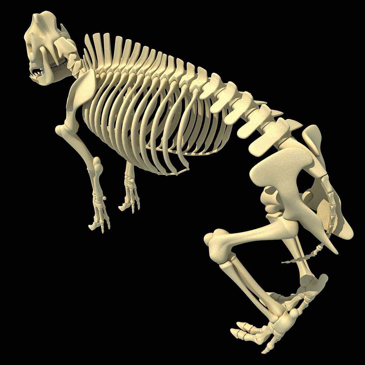 Pig Skeleton 3D Model