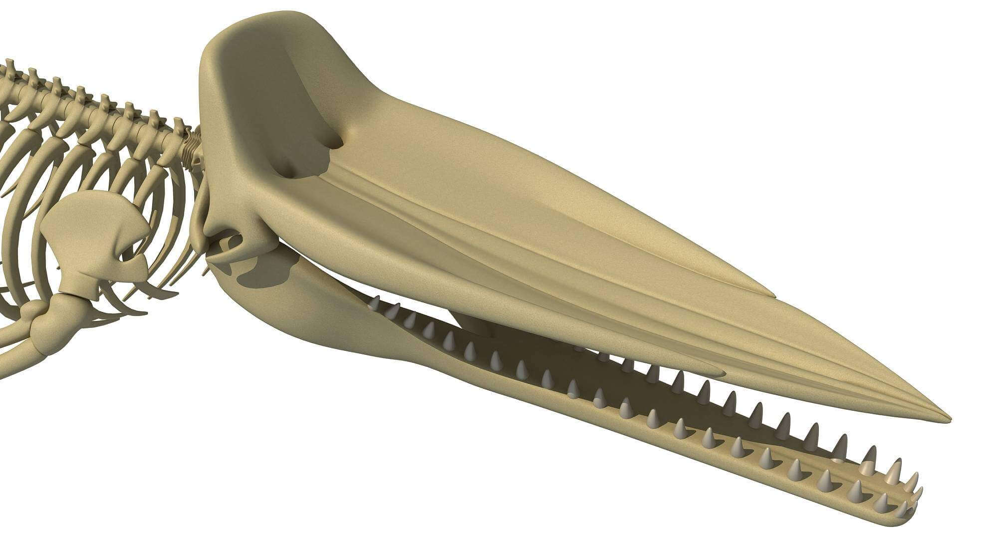 челюсти кашалота скелет. скелет кашалота. скелет кашалота. анатомия кашалота. анатомия кашалота.