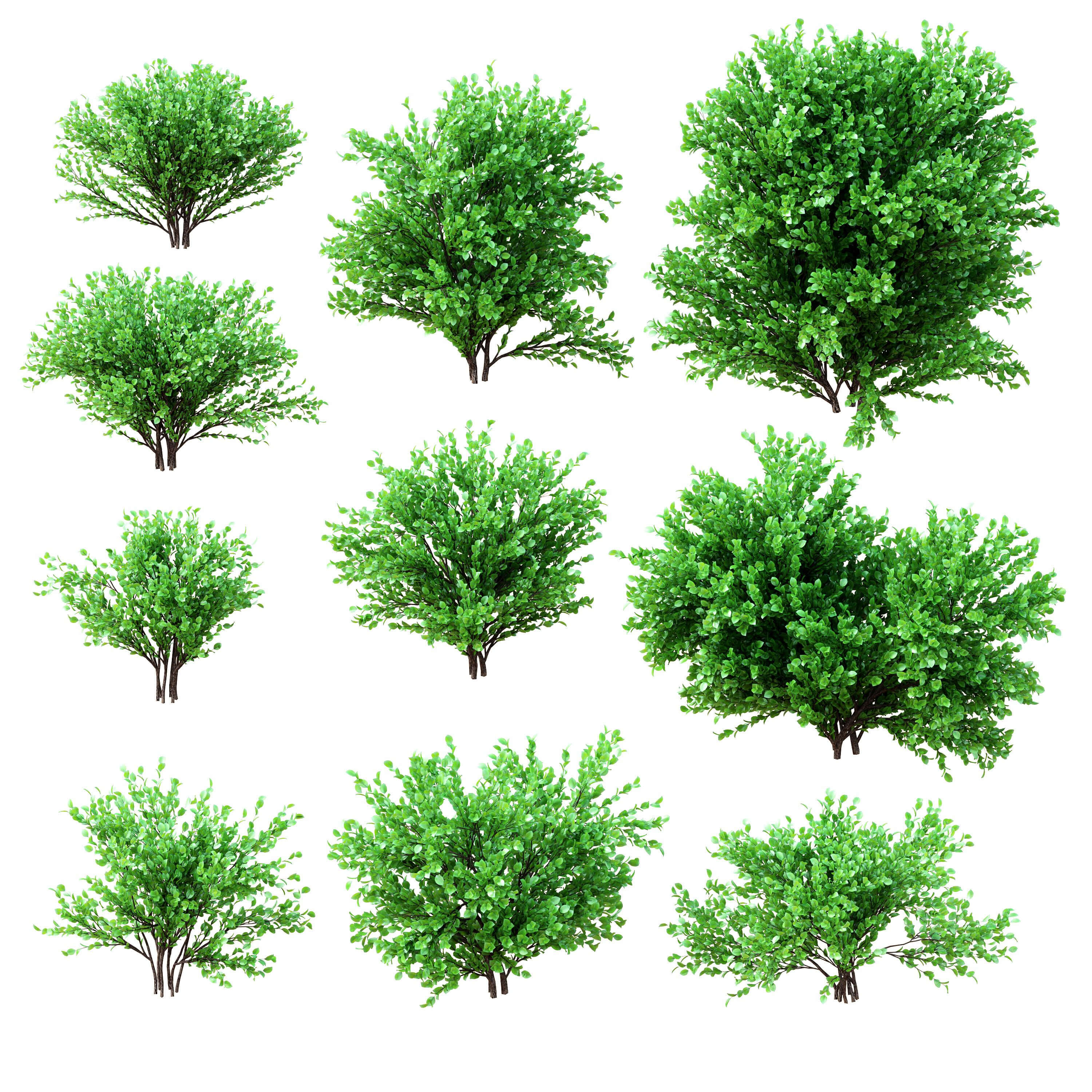 A Set of Bushes - 3D Model by 3d skay blue