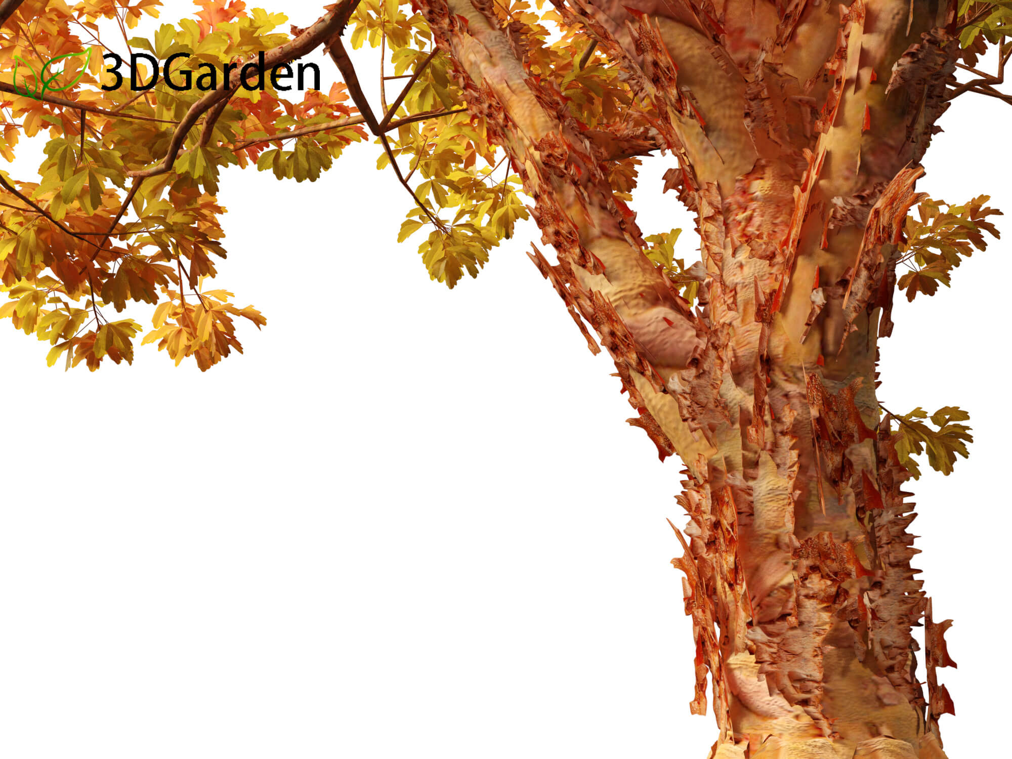 Acer Griseum - Paperbark Maple 02 3D Model by 3dgardenplants