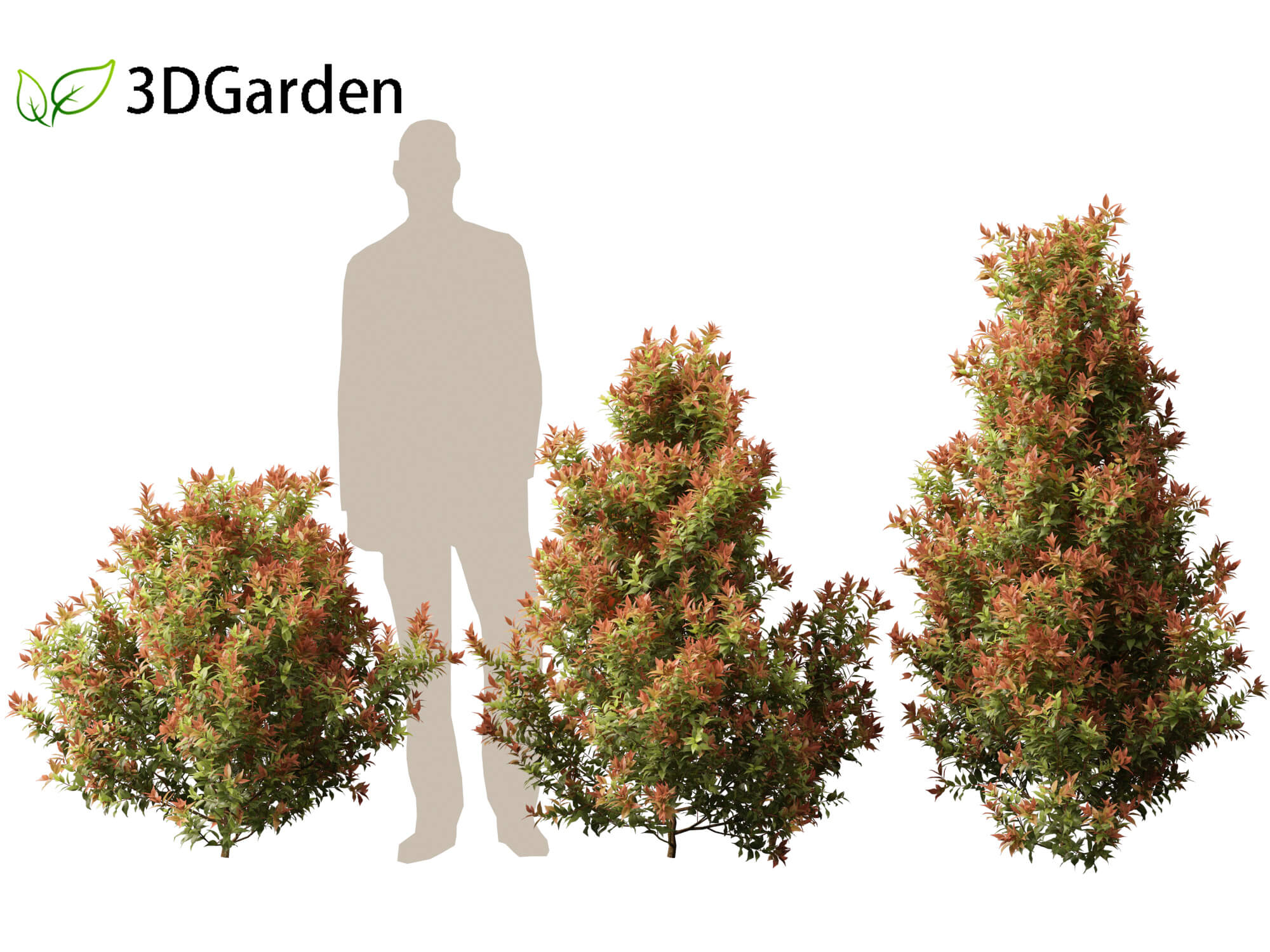 Acmena Smithii Allyn Magic -Lilly Pilly 3D Model by 3dgardenplants