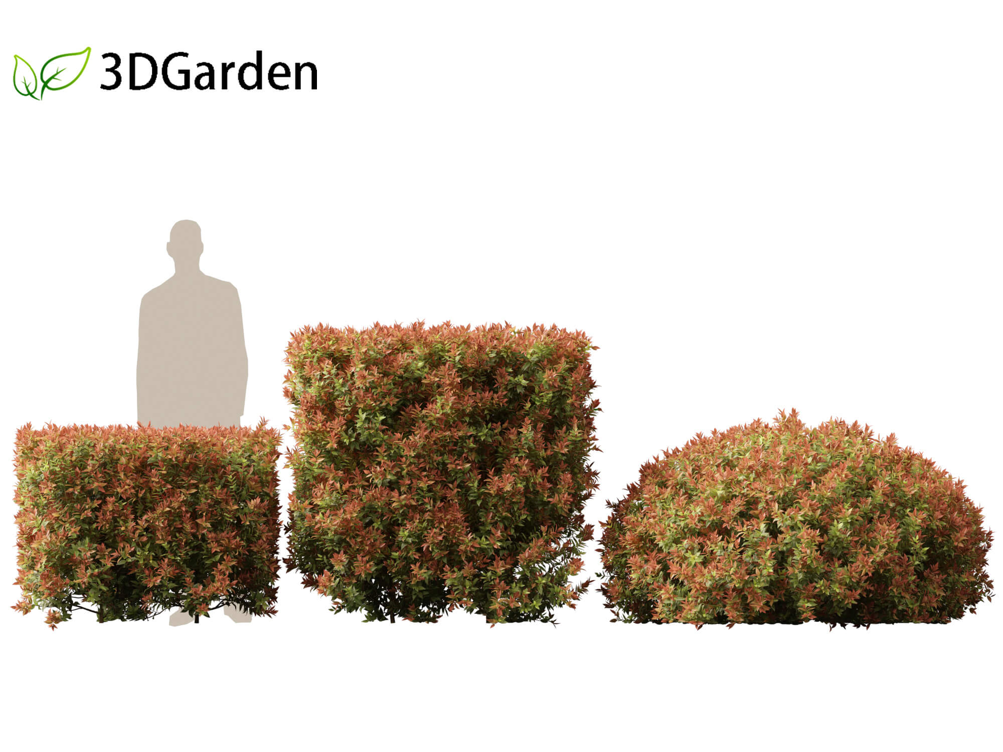 Acmena Smithii Allyn Magic -Lilly Pilly 3D Model by 3dgardenplants