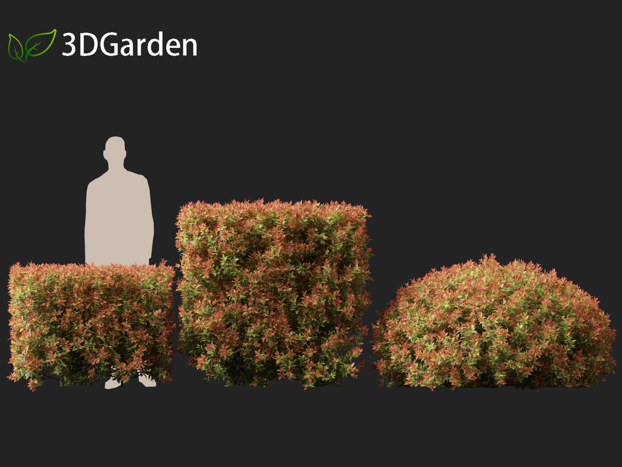 Acmena Smithii Allyn Magic -Lilly Pilly 3D Model by 3dgardenplants