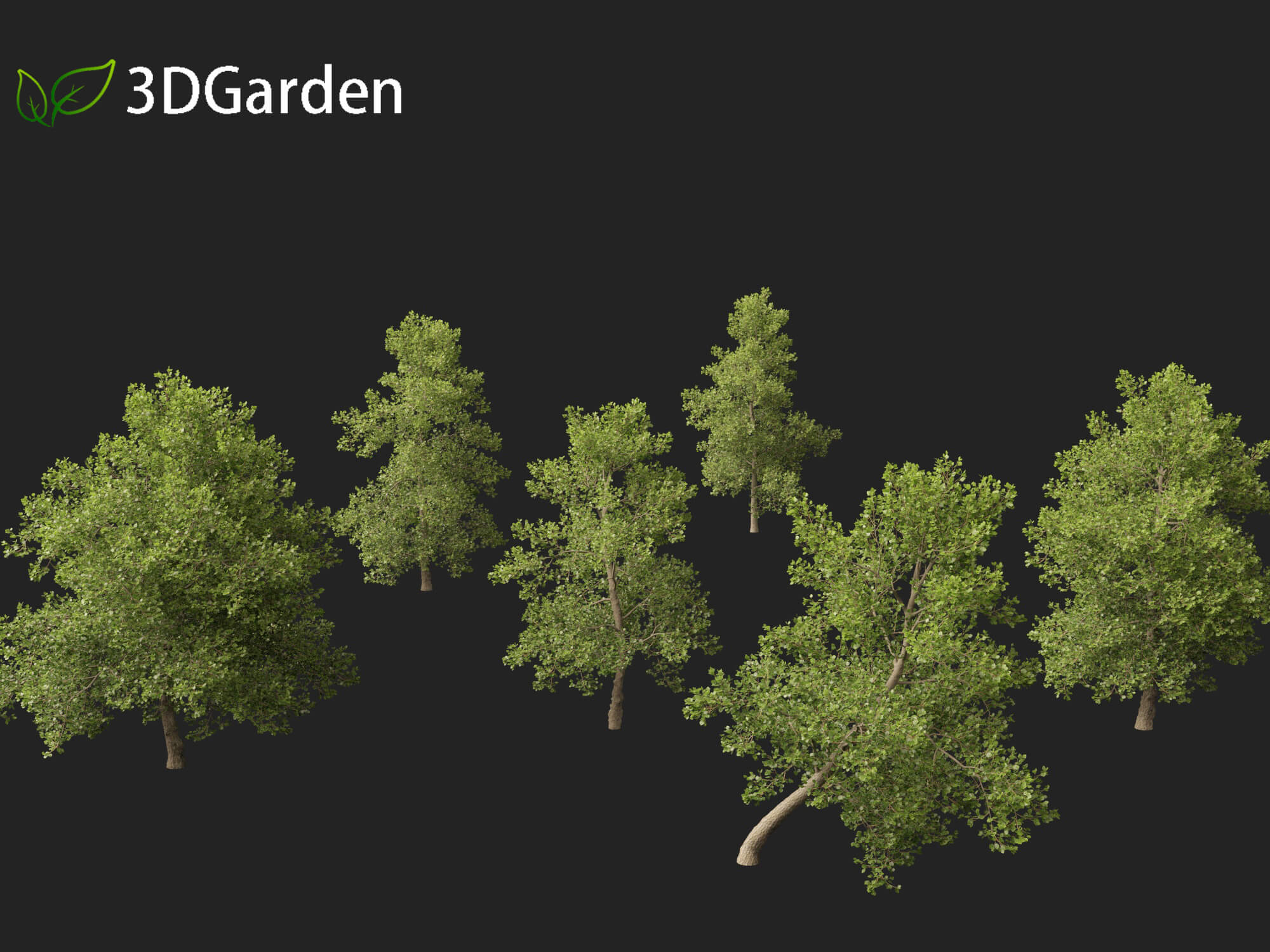 Alnus glutinosa (zwarte els) - Bomen XL