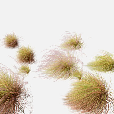 Windgrass Anemanthele Lessoniana - New Zealand Wind Grass 02 3D Model by ...