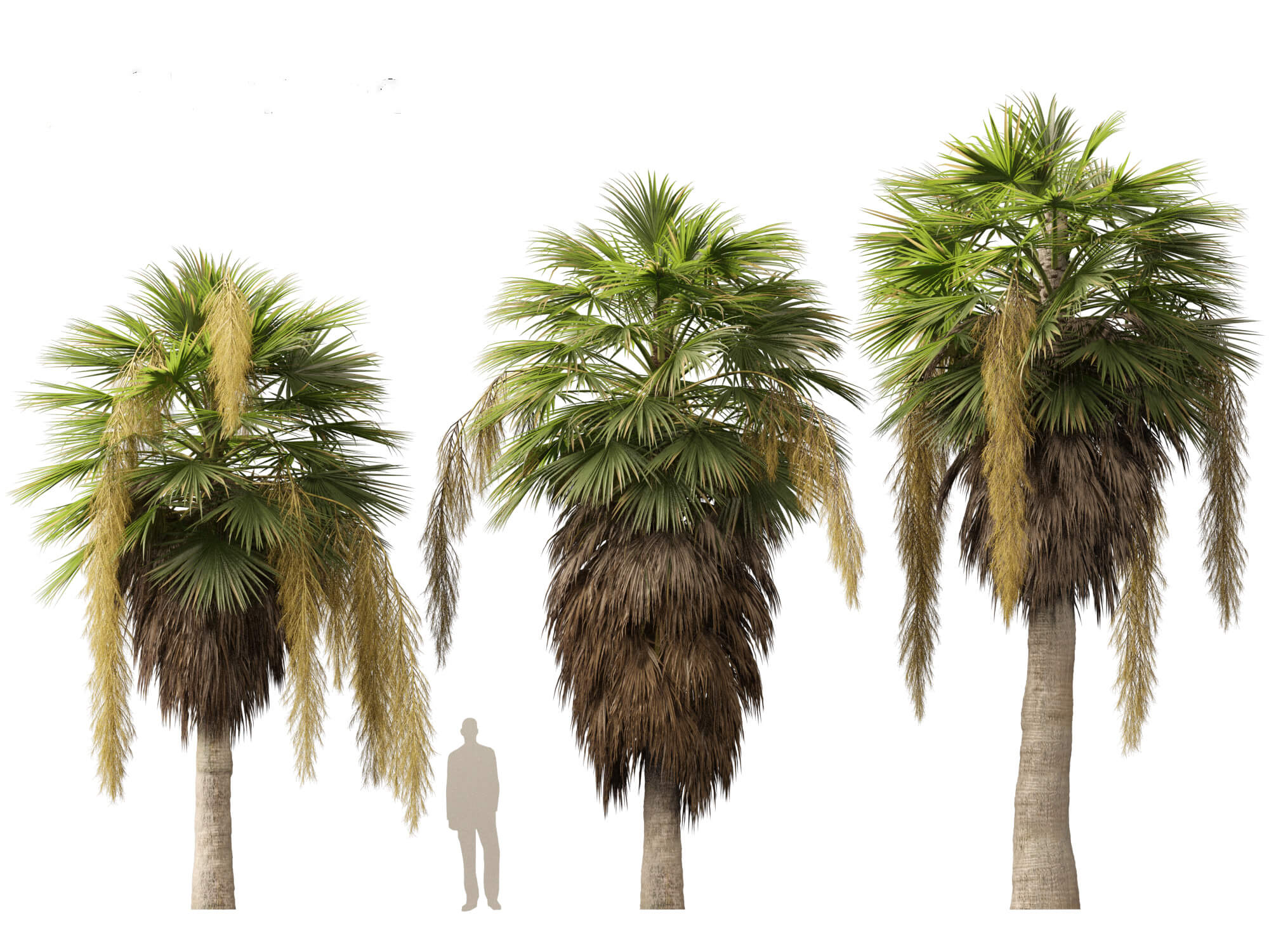 Brahea armata (Mexican Blue Palm): A comprehensive Growing Guide for E