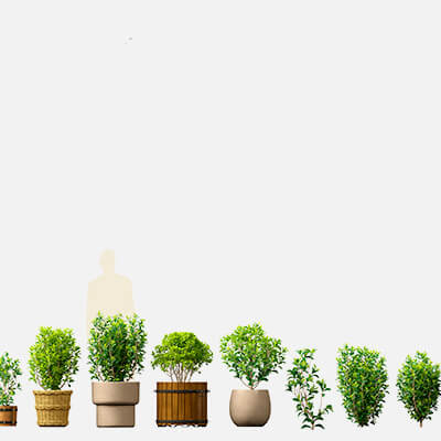 Camellia Sinensis - Green Tea 01 3D Model by 3dgardenplants