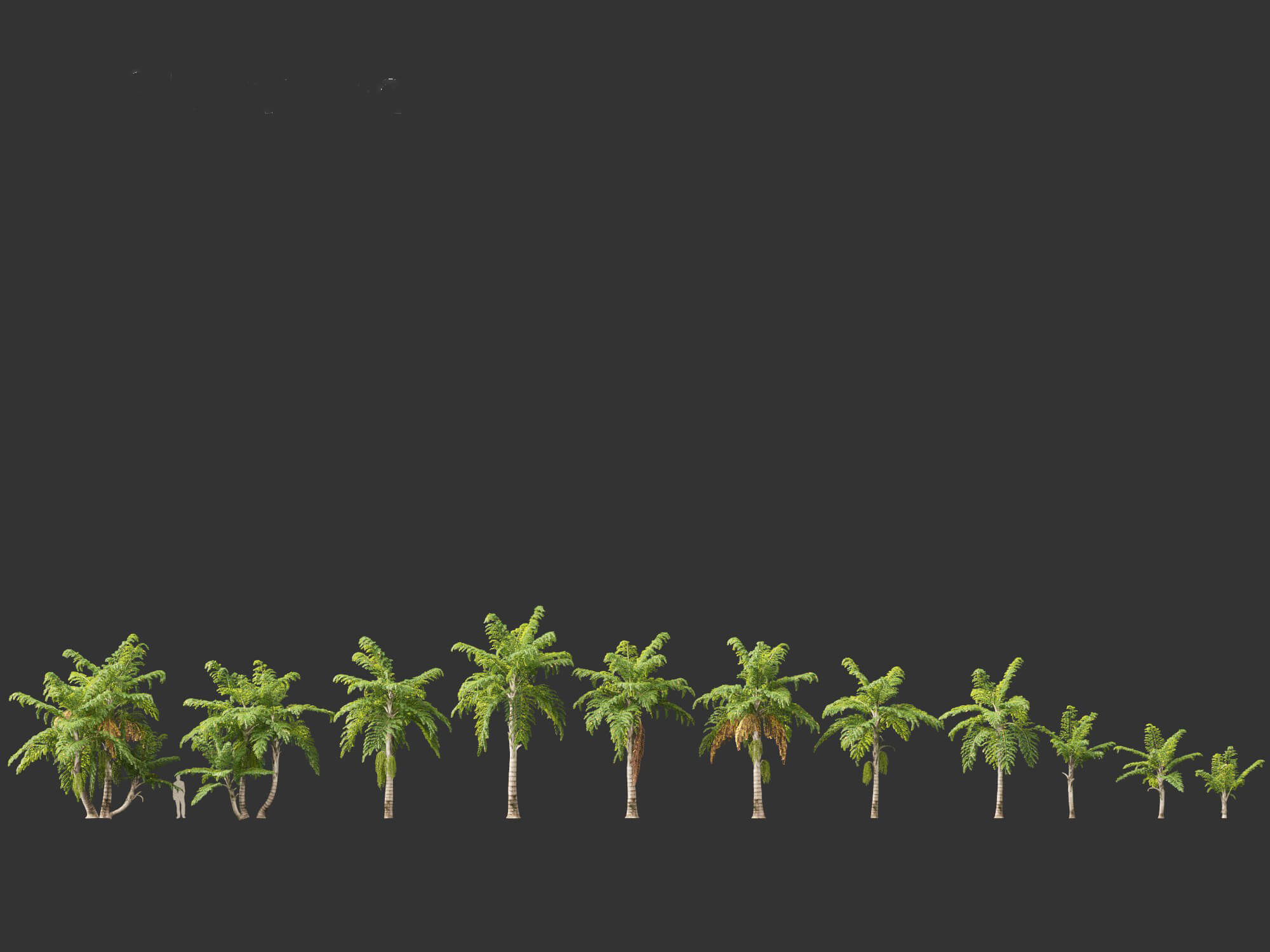 Caryota Mitis - Fishtail Palm 3D Model by 3dgardenplants