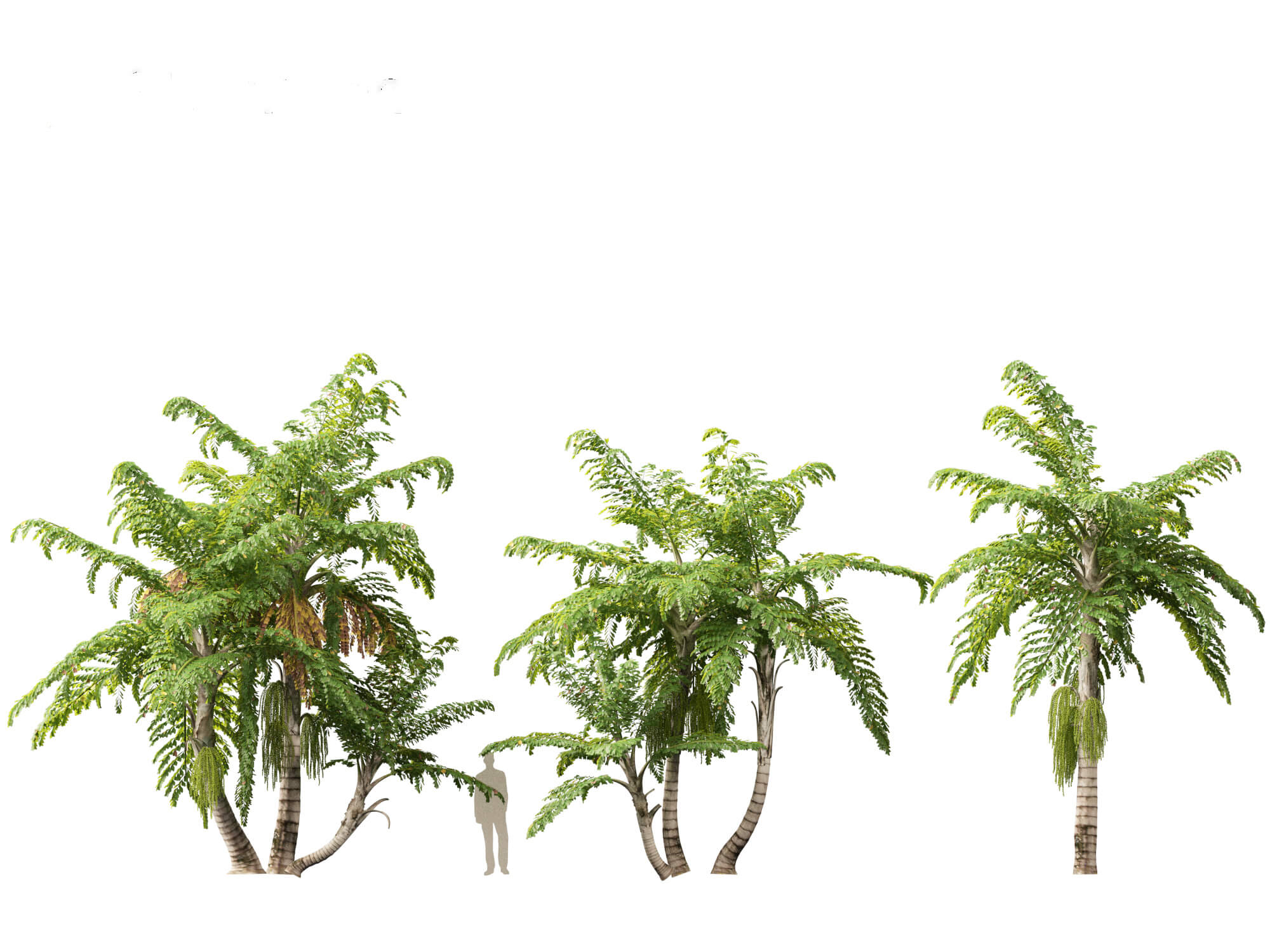 Caryota Mitis - Fishtail Palm 3D Model by 3dgardenplants
