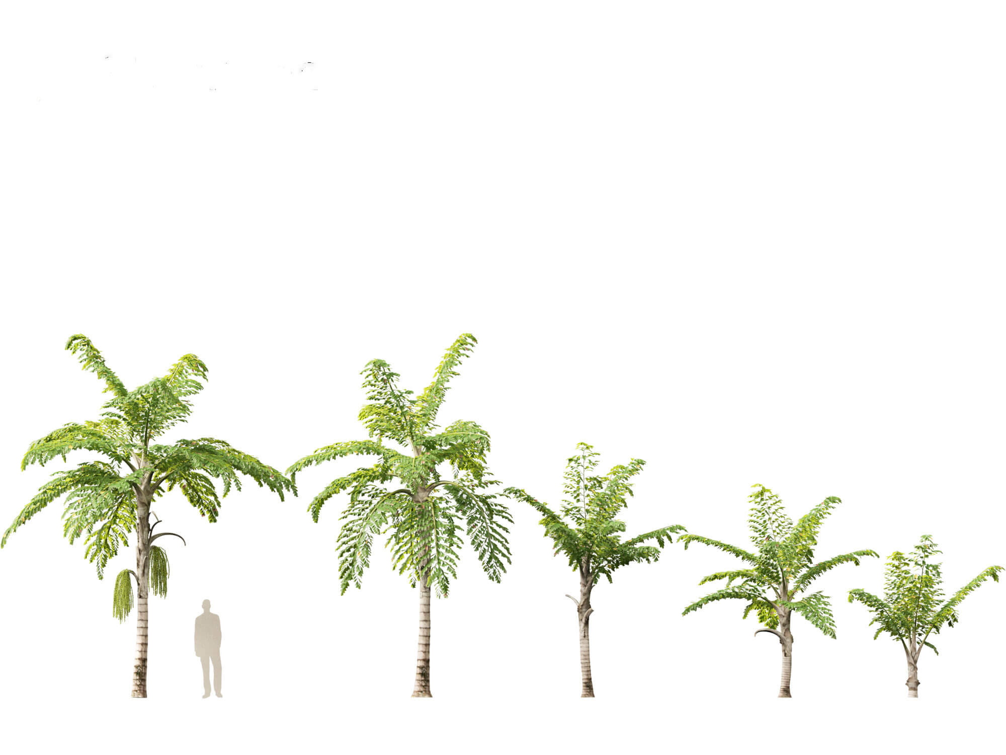 Caryota Mitis - Fishtail Palm 3D Model by 3dgardenplants