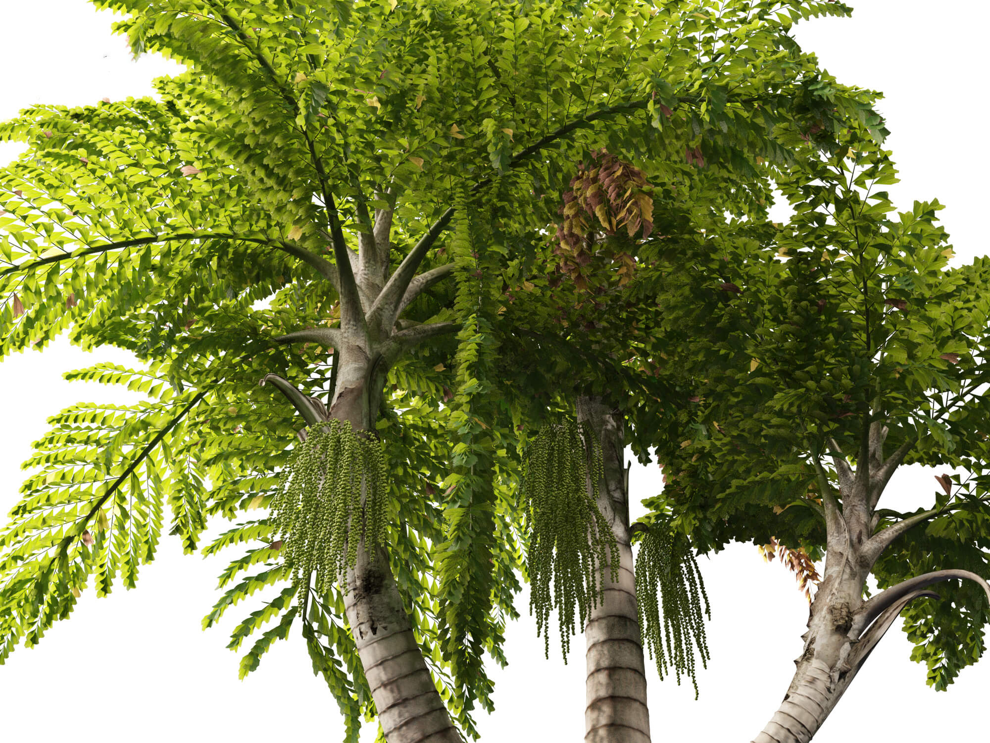 Caryota Mitis - Fishtail Palm 3D Model by 3dgardenplants