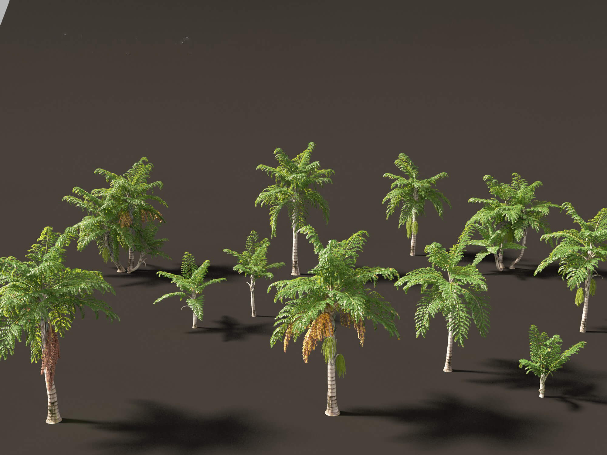Caryota Mitis - Fishtail Palm 3D Model by 3dgardenplants