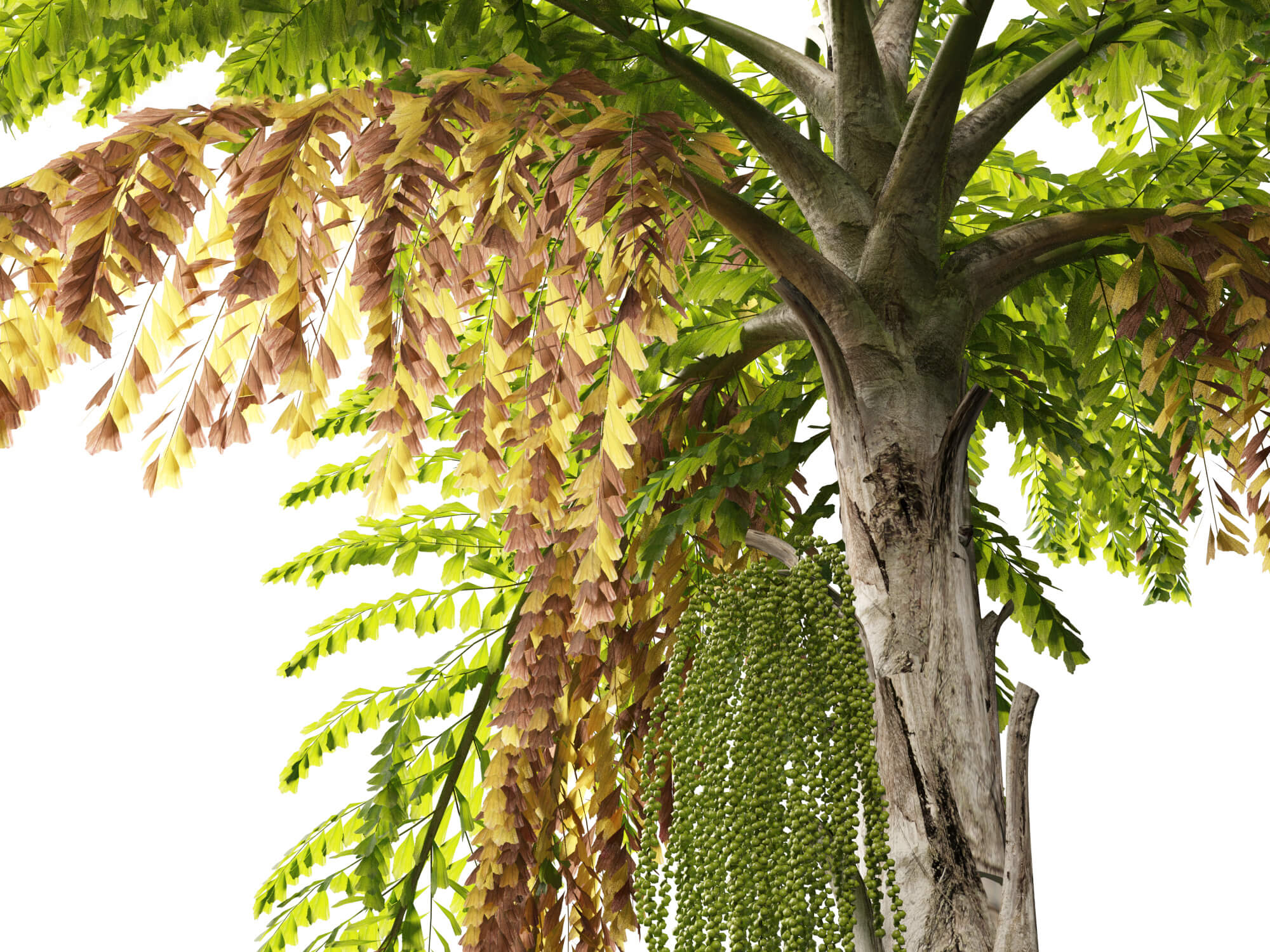 Caryota Mitis - Fishtail Palm 3D Model by 3dgardenplants