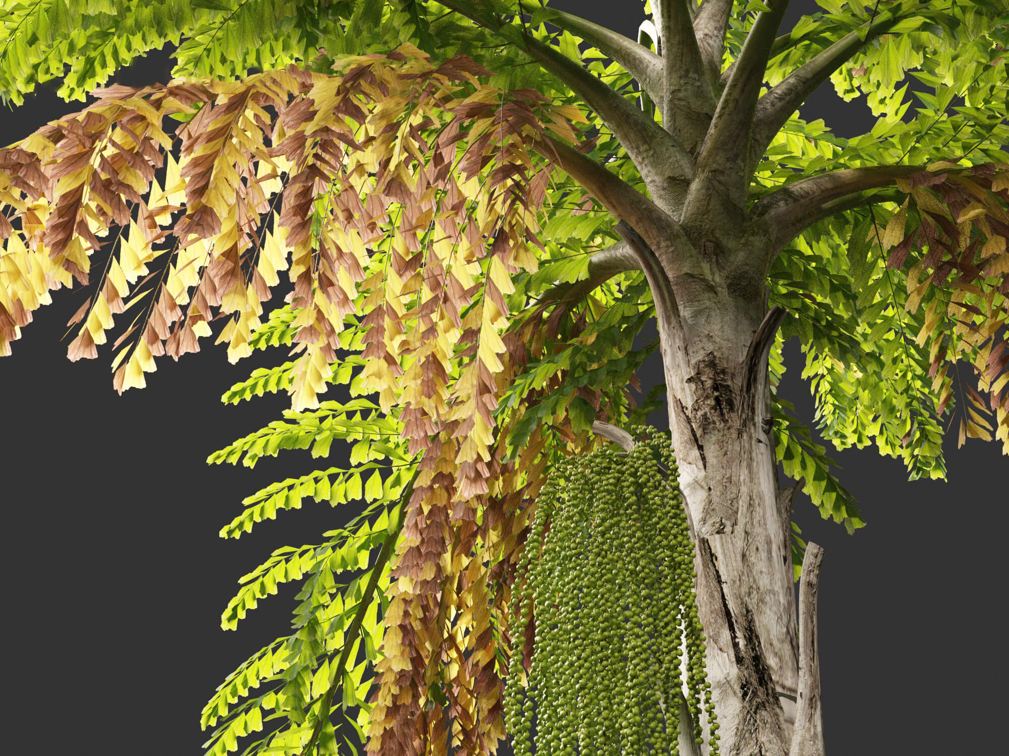 Caryota Mitis - Fishtail Palm 3D Model by 3dgardenplants