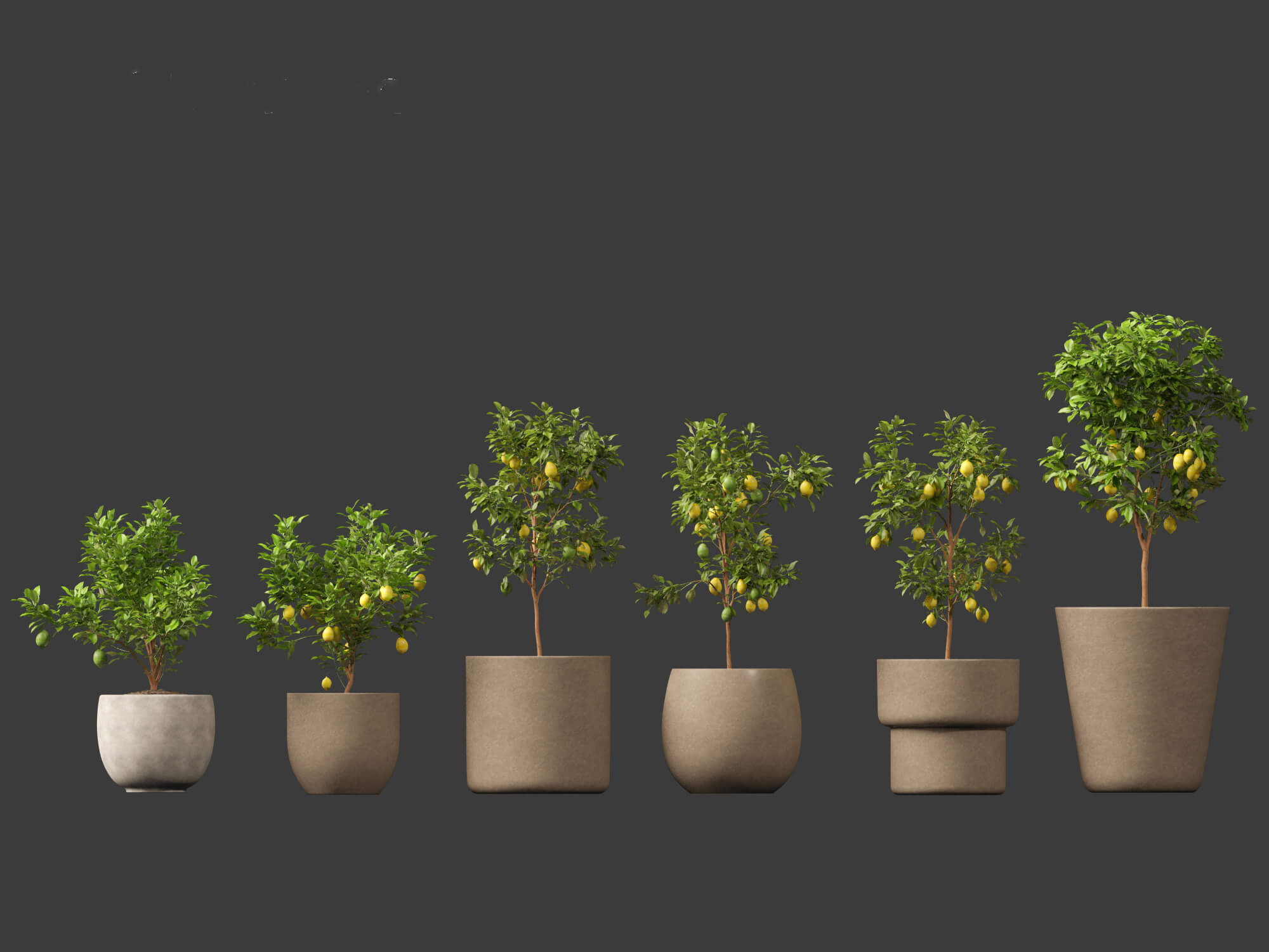 Citrus Limon - Lemon Tree 01 3D Model by 3dgardenplants