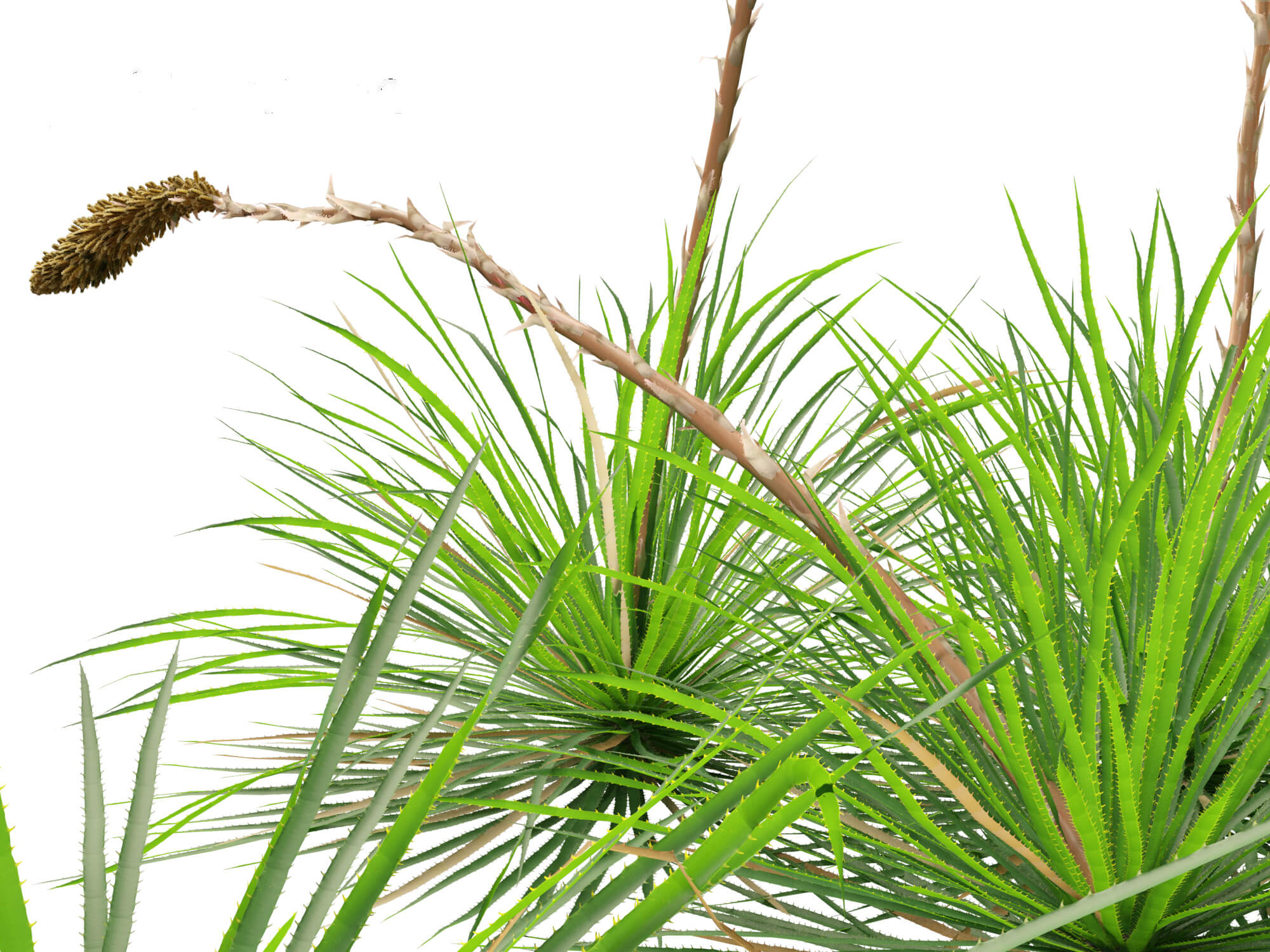 Dasylirion texanum