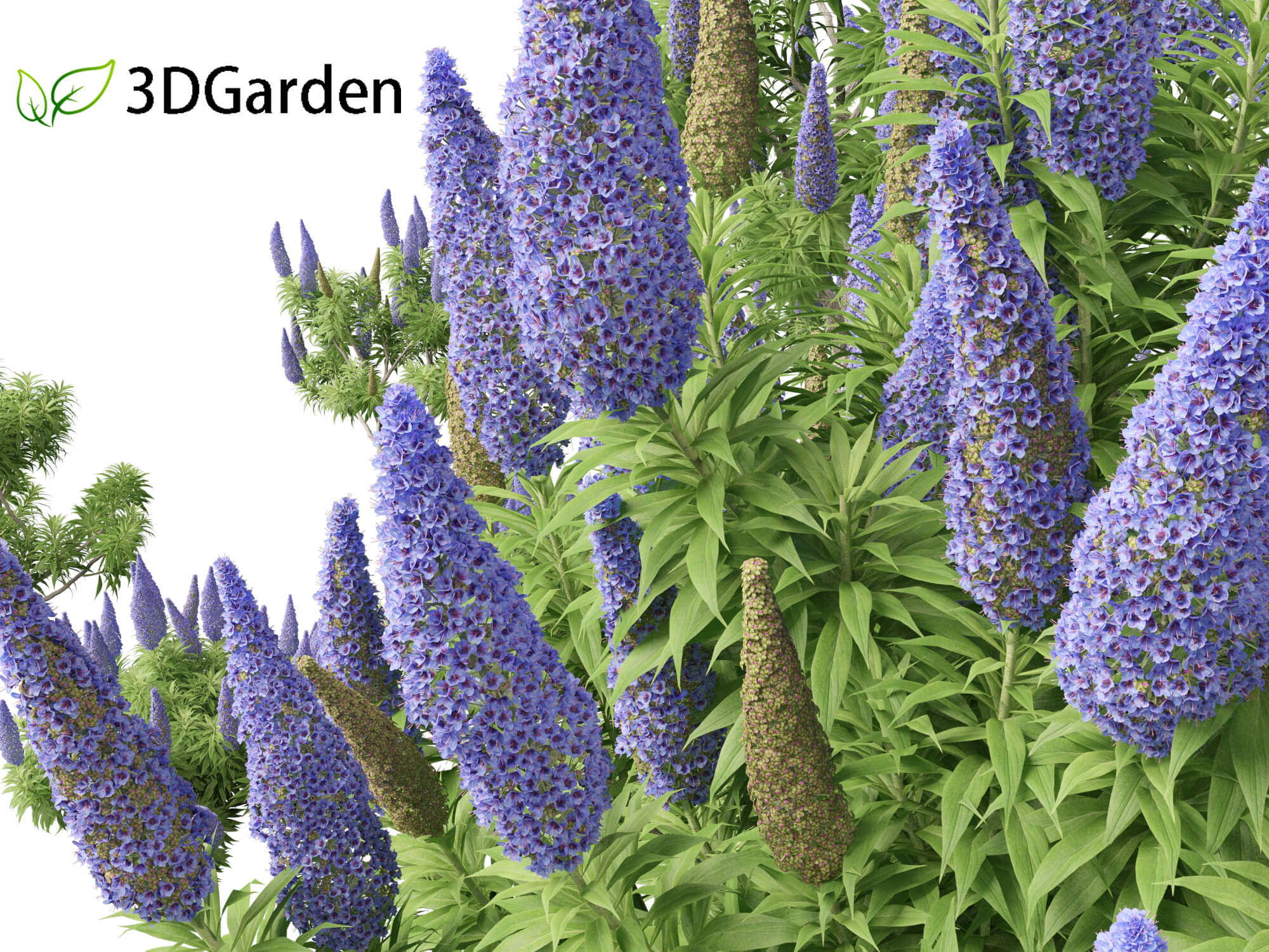 Echium Candicans Pride Of Madeira 3D Model By 3dgardenplants echium-candicans-pride-of-madeira-3d-model-by-3dgardenplants