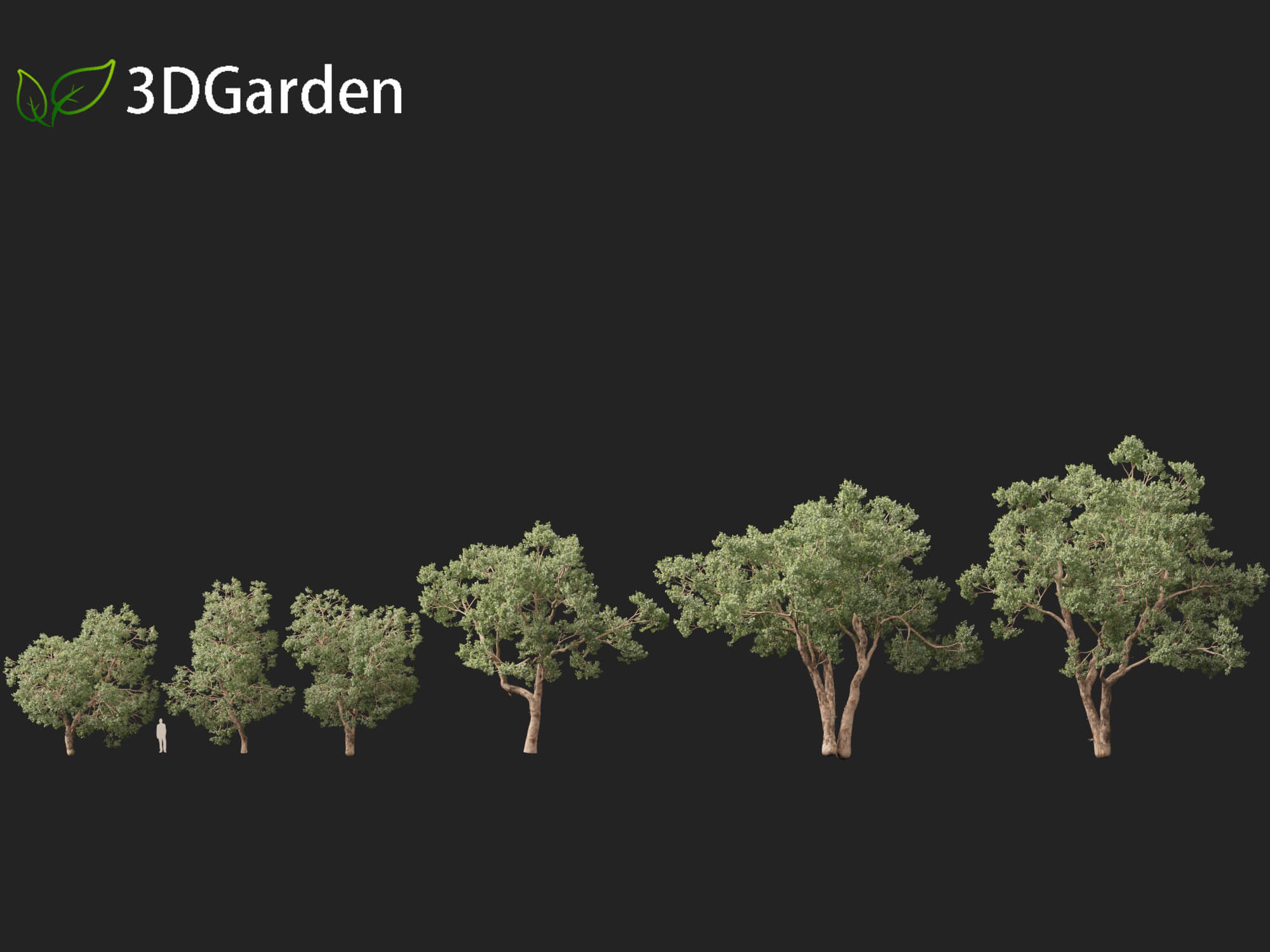 Eucalyptus Polyanthemos - Silver-Dollar Gum 3D Model by 3dgardenplants