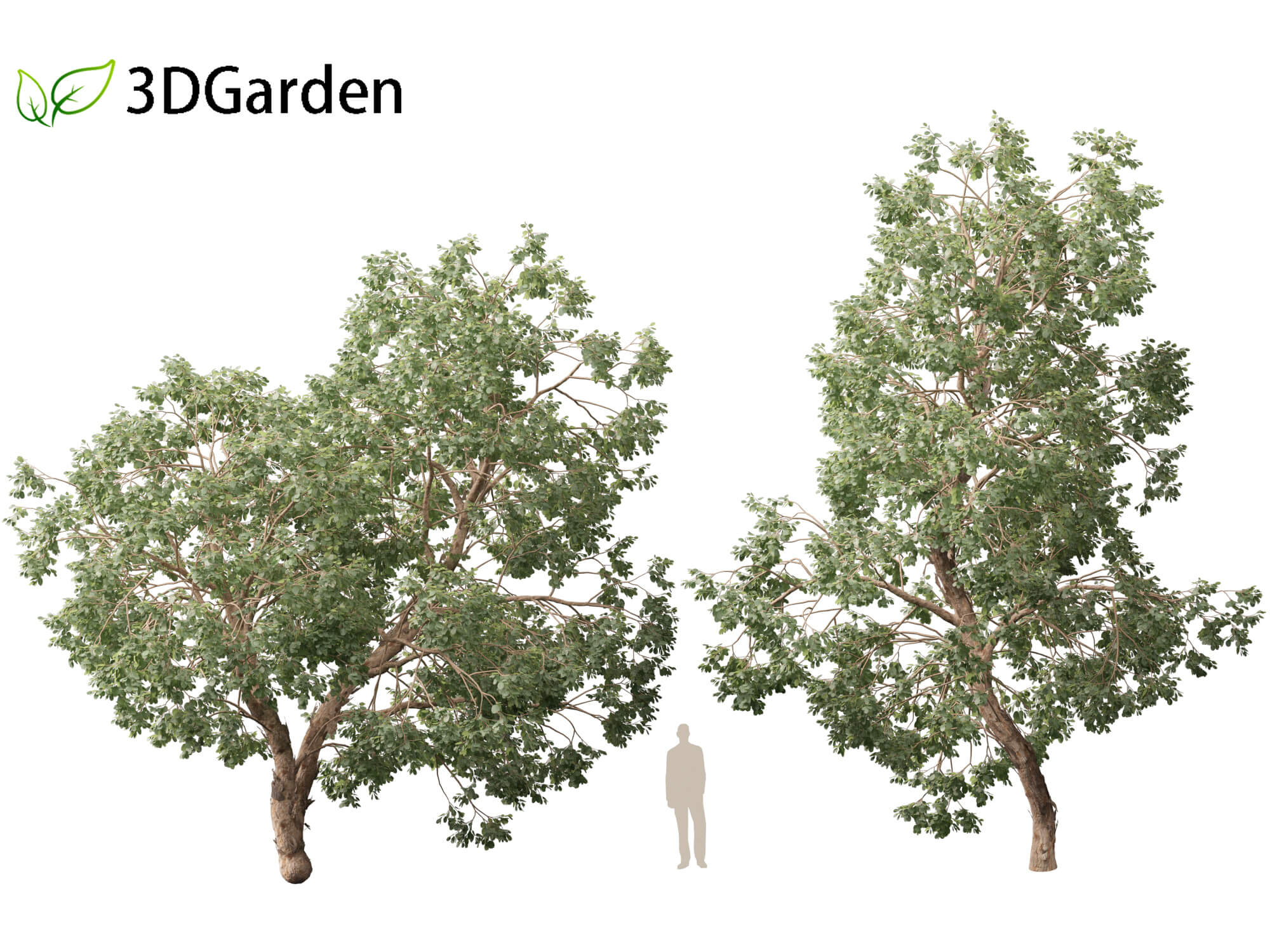 Eucalyptus Polyanthemos - Silver-Dollar Gum 3D Model by 3dgardenplants