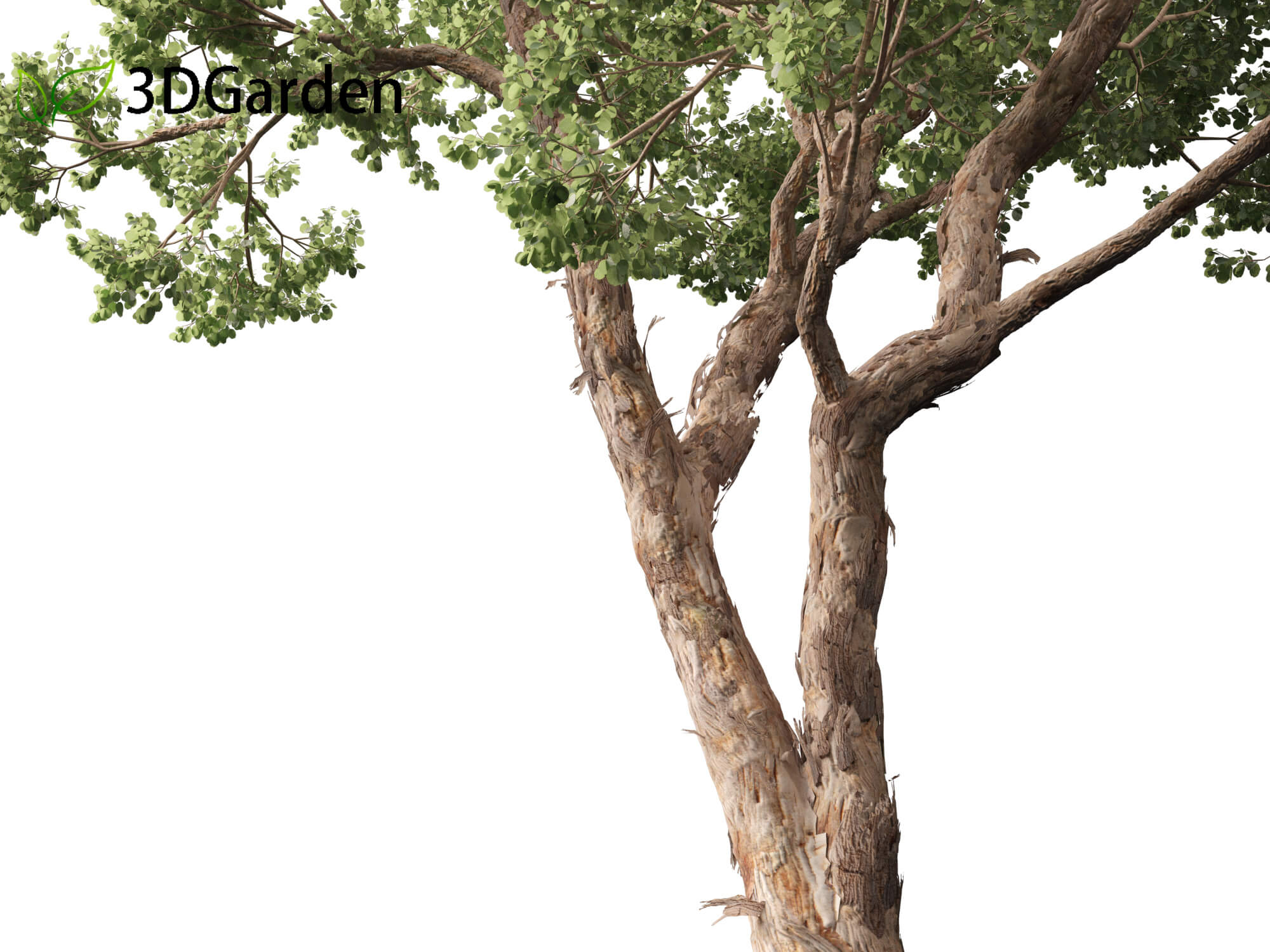 Eucalyptus Polyanthemos - Silver-Dollar Gum 3D Model by 3dgardenplants