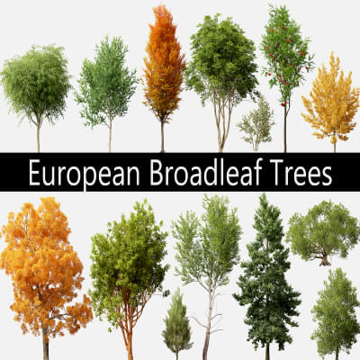 European Broadleaf Trees Pack 17 - 3D Model by 3dgardenplants