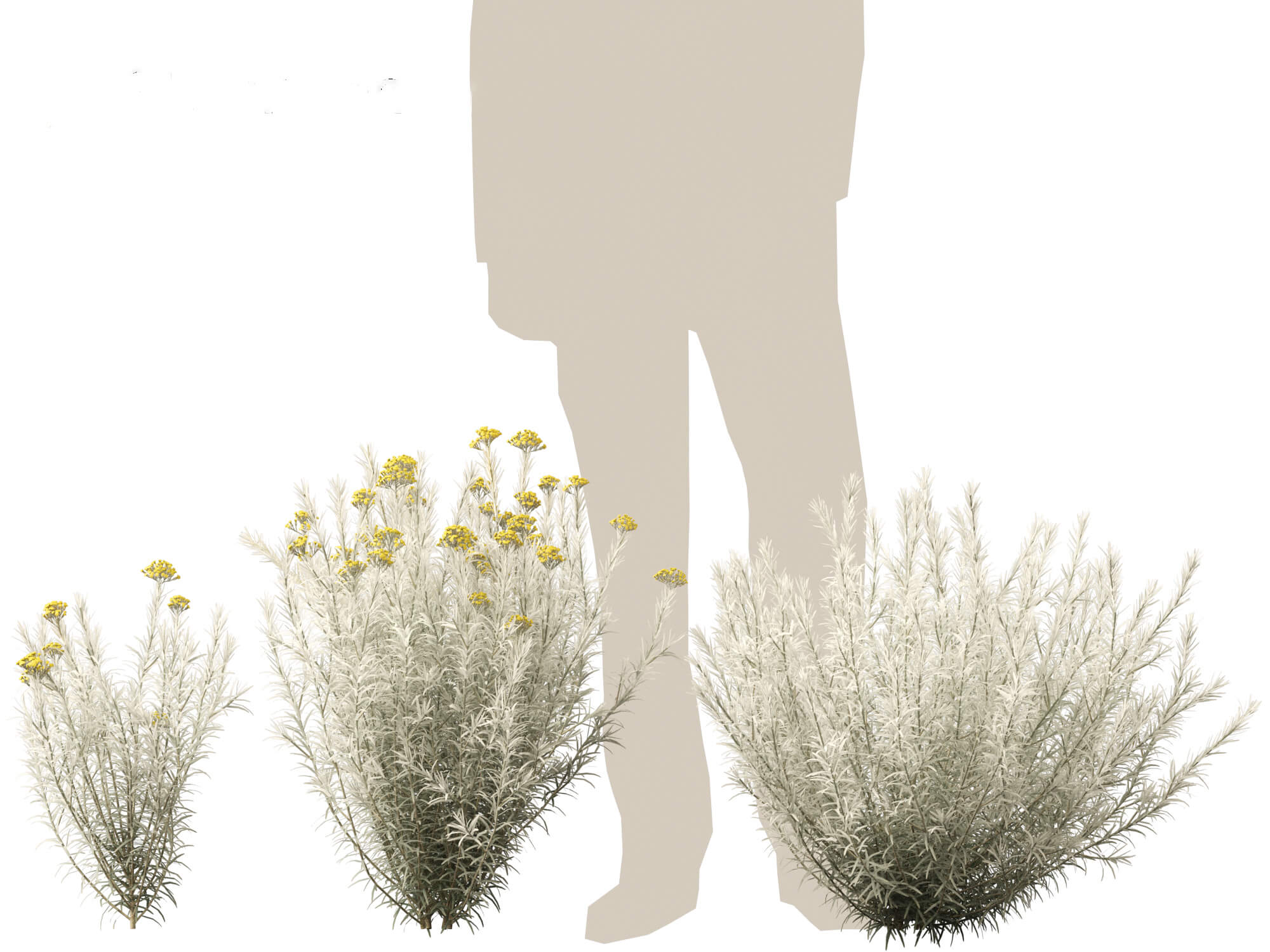 Helichrysum Italicum - Curry Plant 3D Model by 3dgardenplants