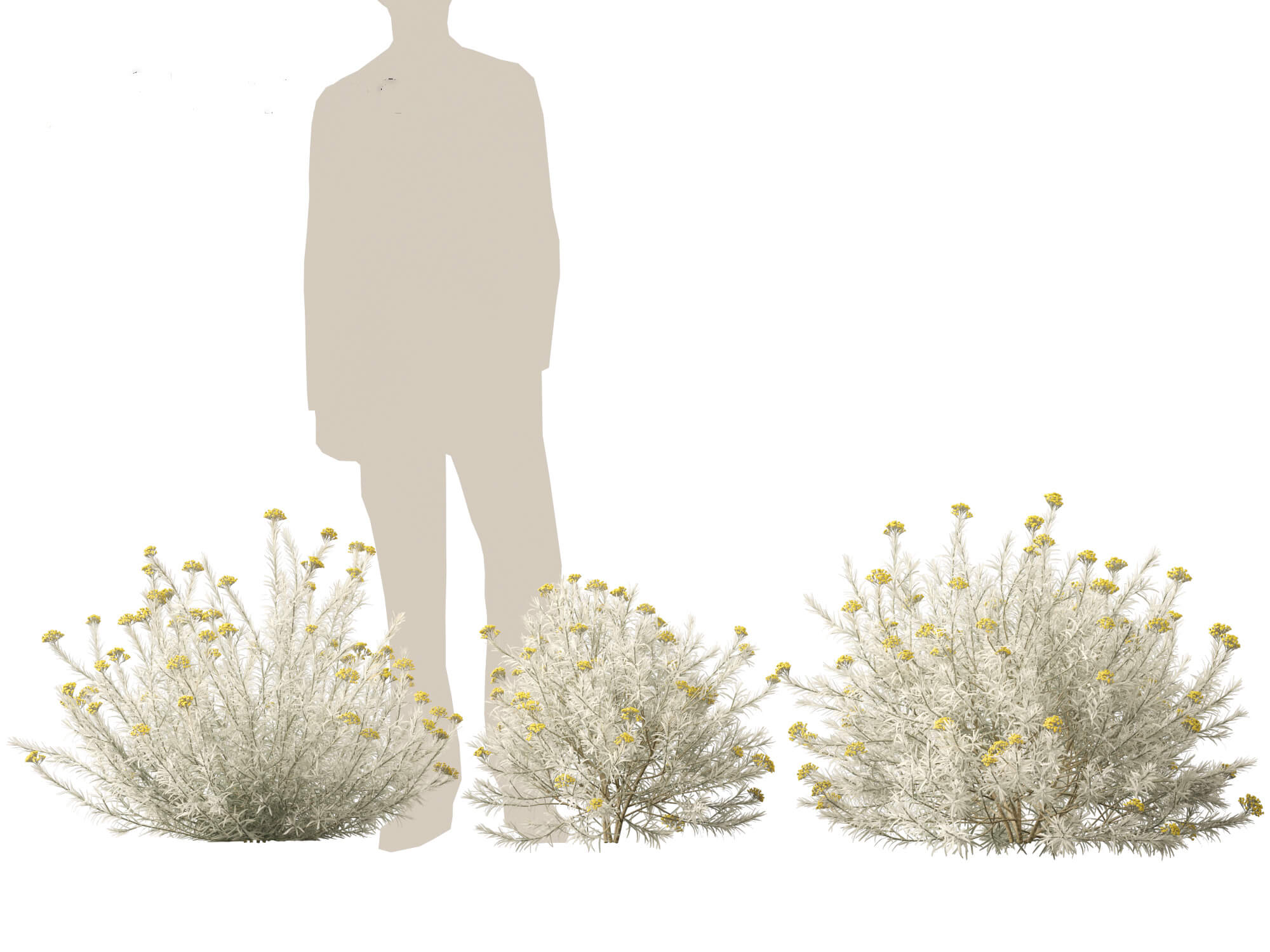 Helichrysum Italicum - Curry Plant 3D Model by 3dgardenplants