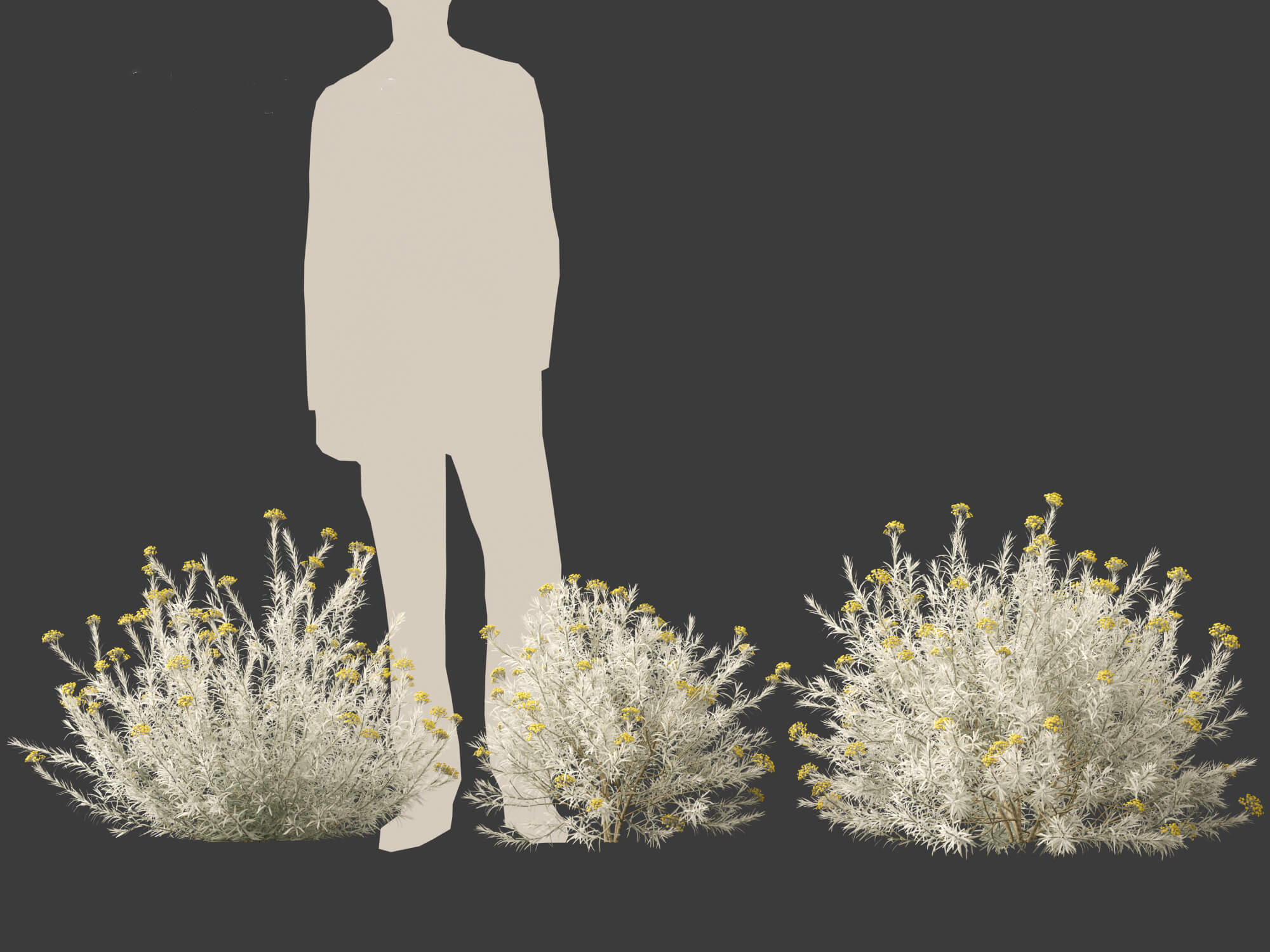 Helichrysum Italicum - Curry Plant 3D Model by 3dgardenplants
