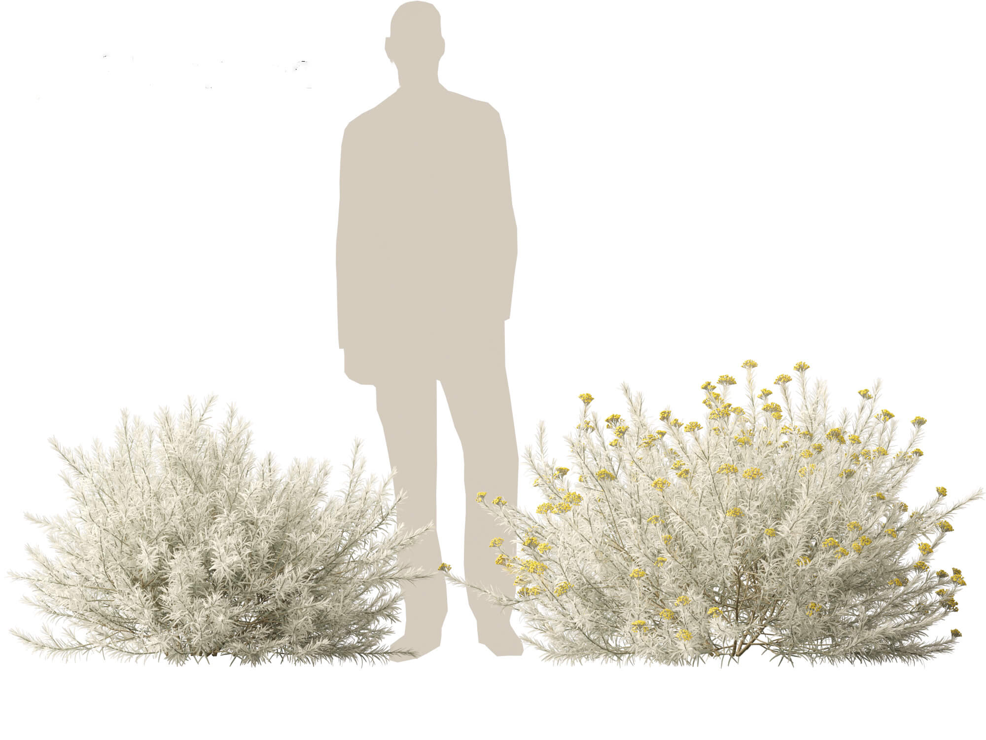 Helichrysum Italicum - Curry Plant 3D Model by 3dgardenplants