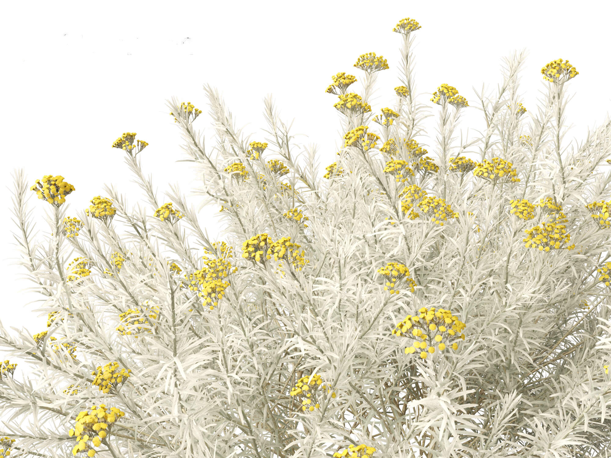Helichrysum Italicum - Curry Plant 3D Model by 3dgardenplants