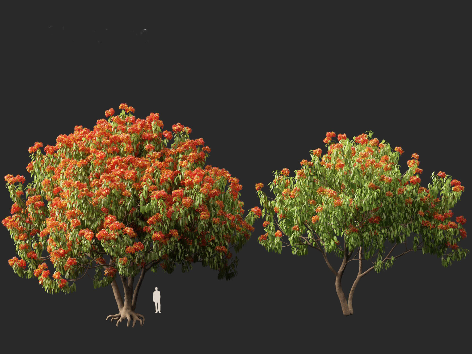 (Highpoly+Low Poly) Saraca Asoca - Ashoka Tree 3D Model by 3dgardenplants