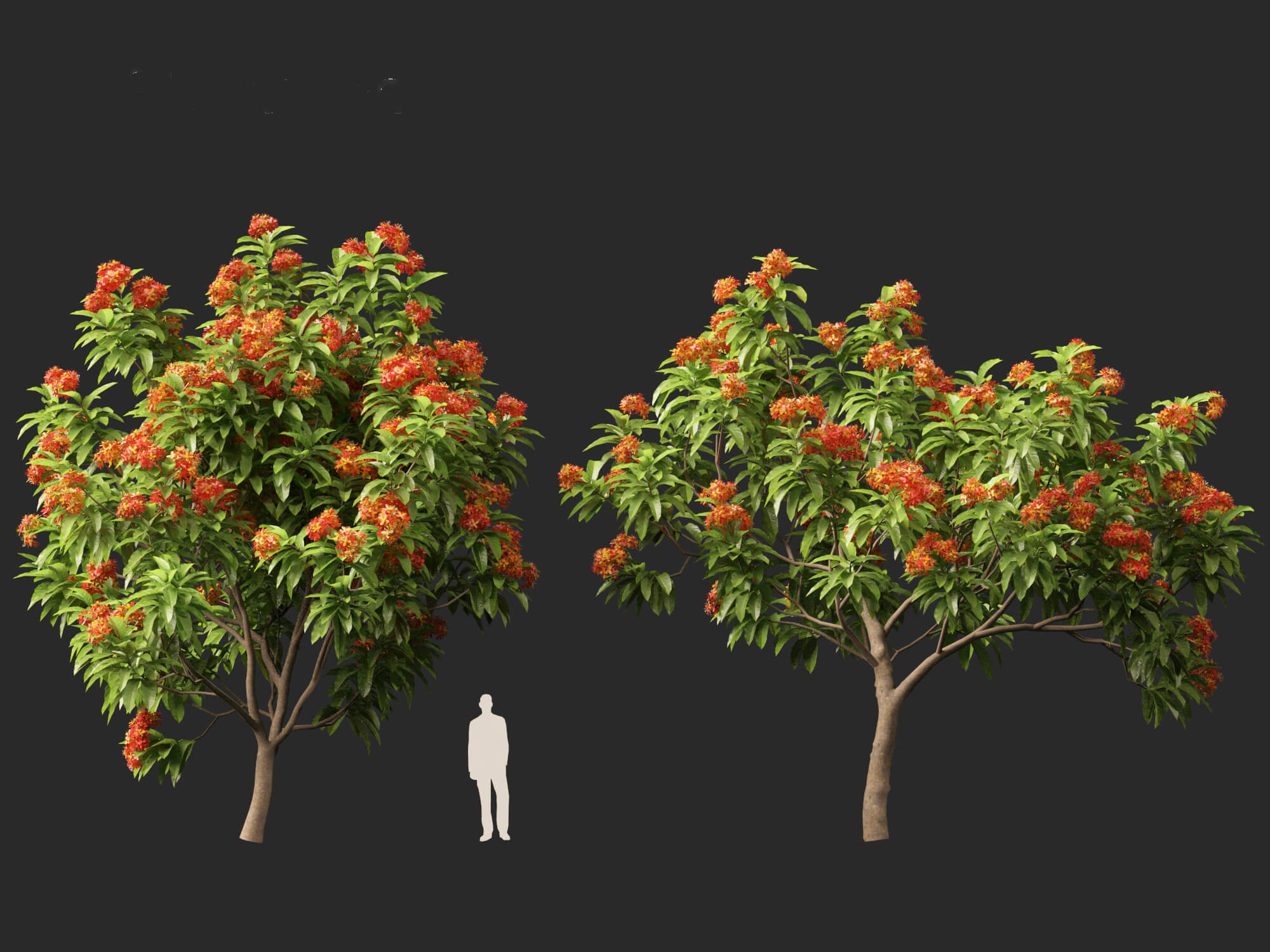 (Highpoly+Low Poly) Saraca Asoca - Ashoka Tree 3D Model by 3dgardenplants