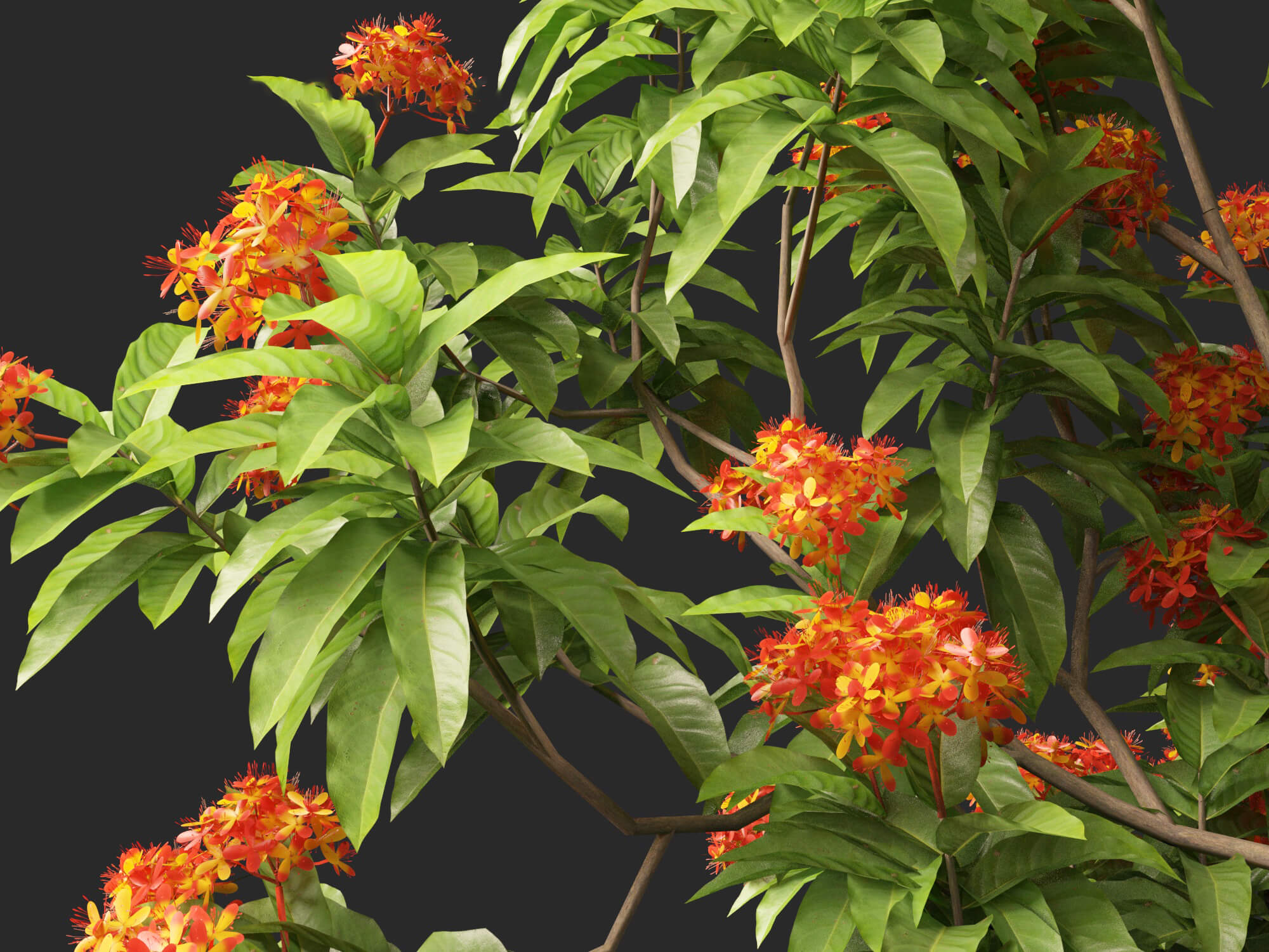 (Highpoly+Low Poly) Saraca Asoca - Ashoka Tree 3D Model by 3dgardenplants