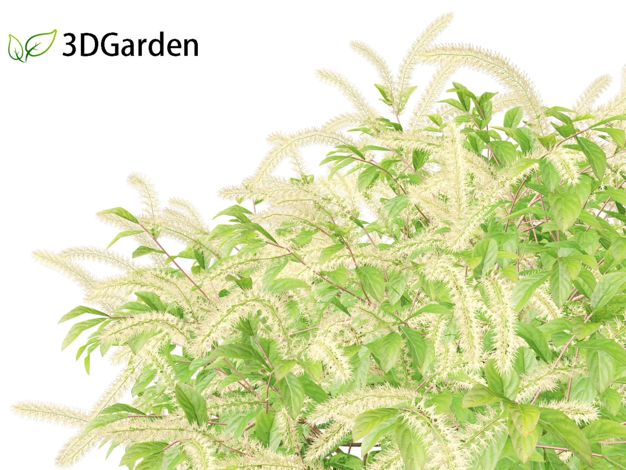 Sweetspite Itea Virginica - Virginia Sweetspire 3D Model by 3dgardenplants