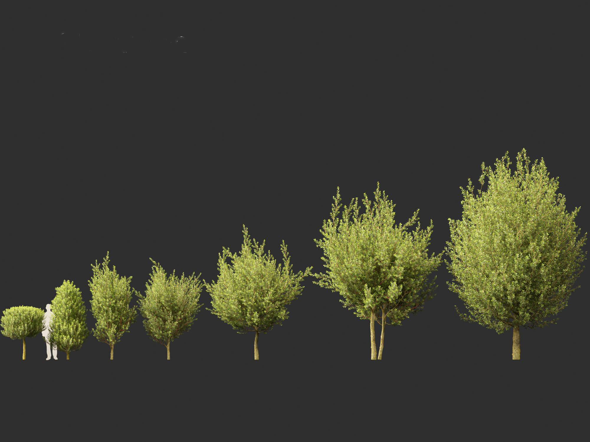 Laurus Nobilis - Bay Tree 02 3D Model by 3dgardenplants