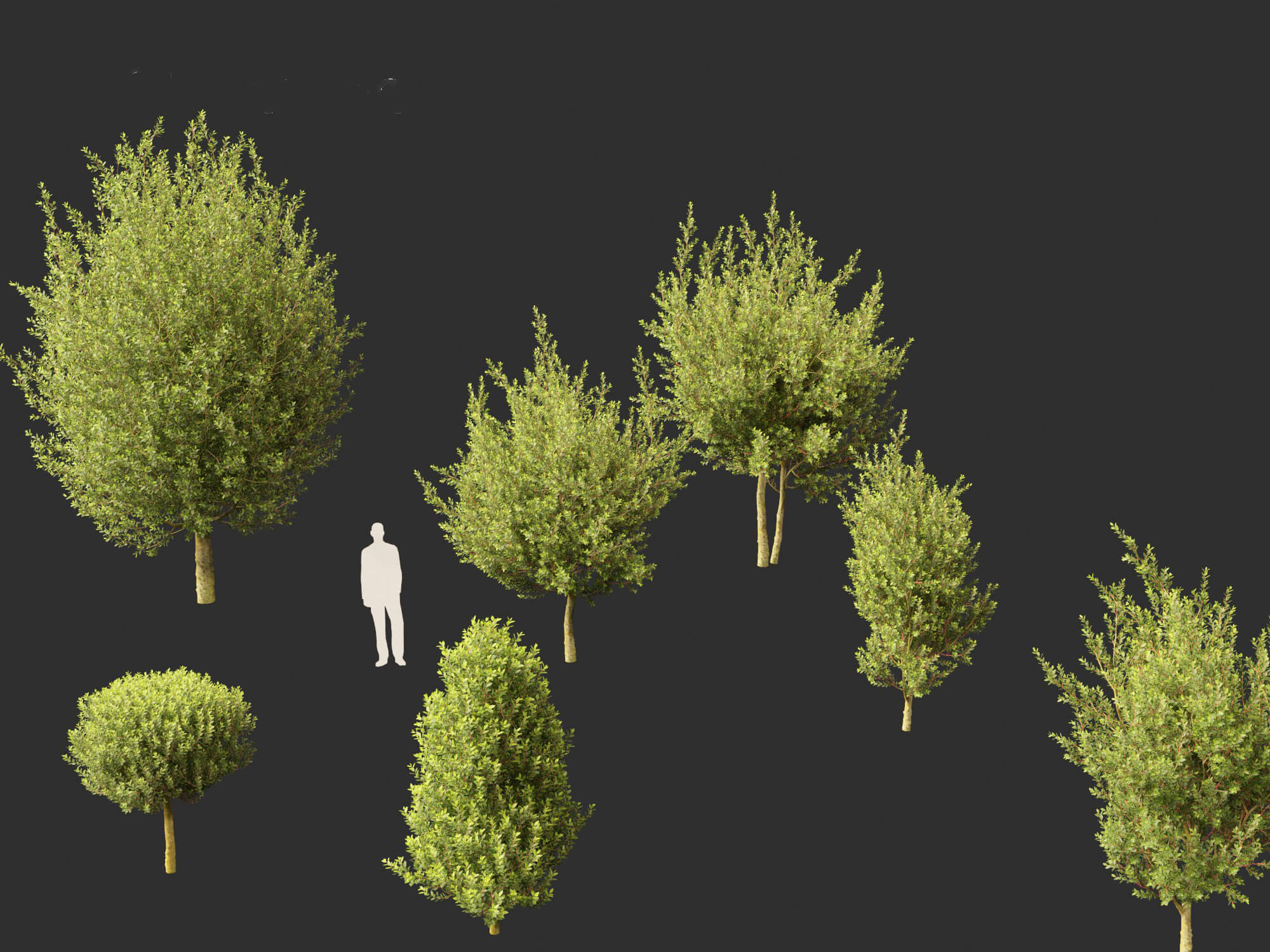 Laurus Nobilis - Bay Tree 02 3D Model by 3dgardenplants