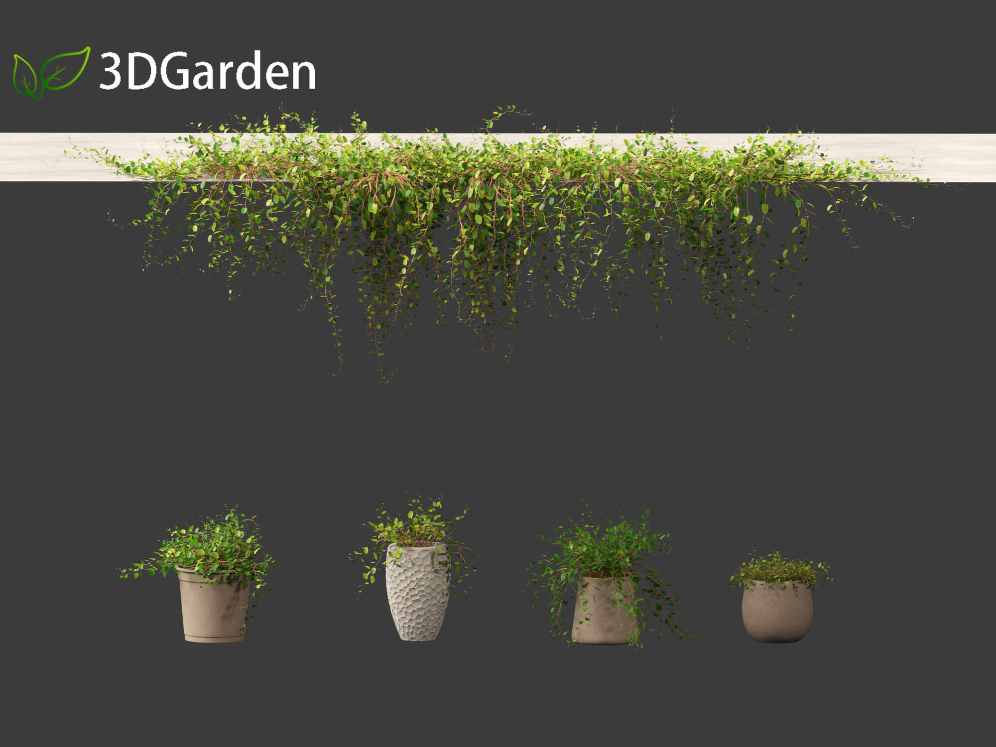 Muehlewbeckia Complera - Pohuehue 01 3D Model by 3dgardenplants