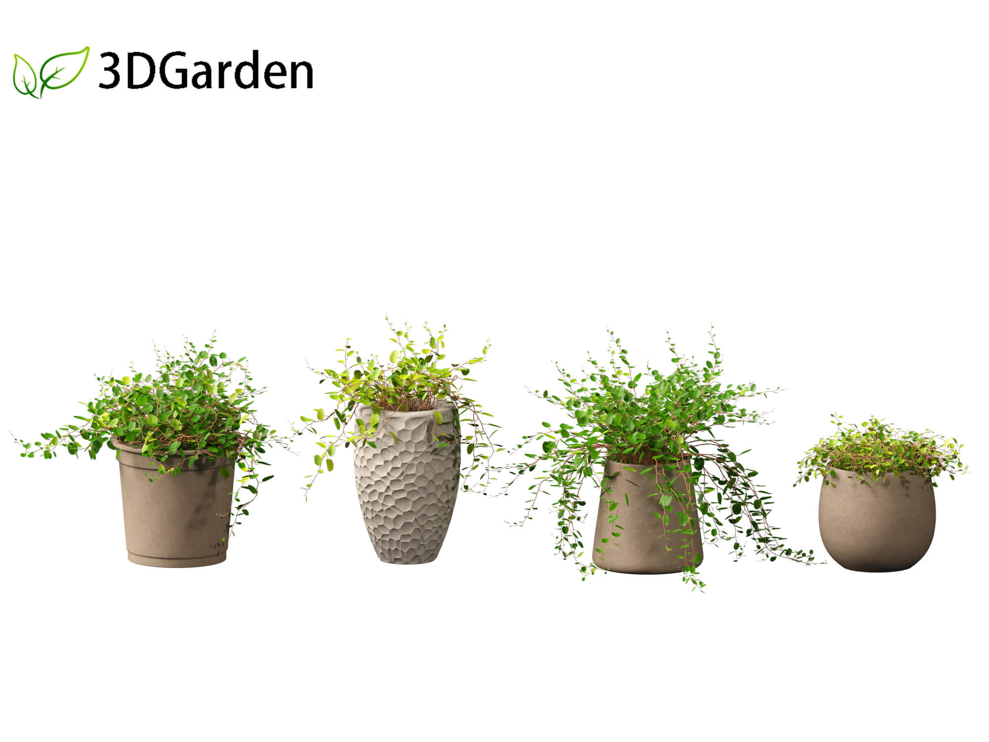 Muehlewbeckia Complera - Pohuehue 01 3D Model by 3dgardenplants