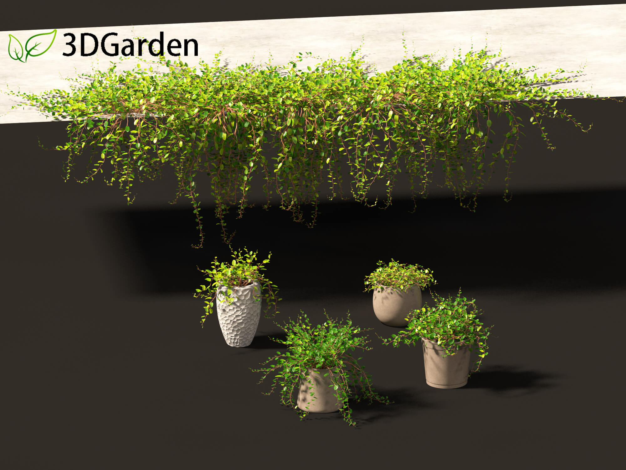 Muehlewbeckia Complera - Pohuehue 01 3D Model by 3dgardenplants