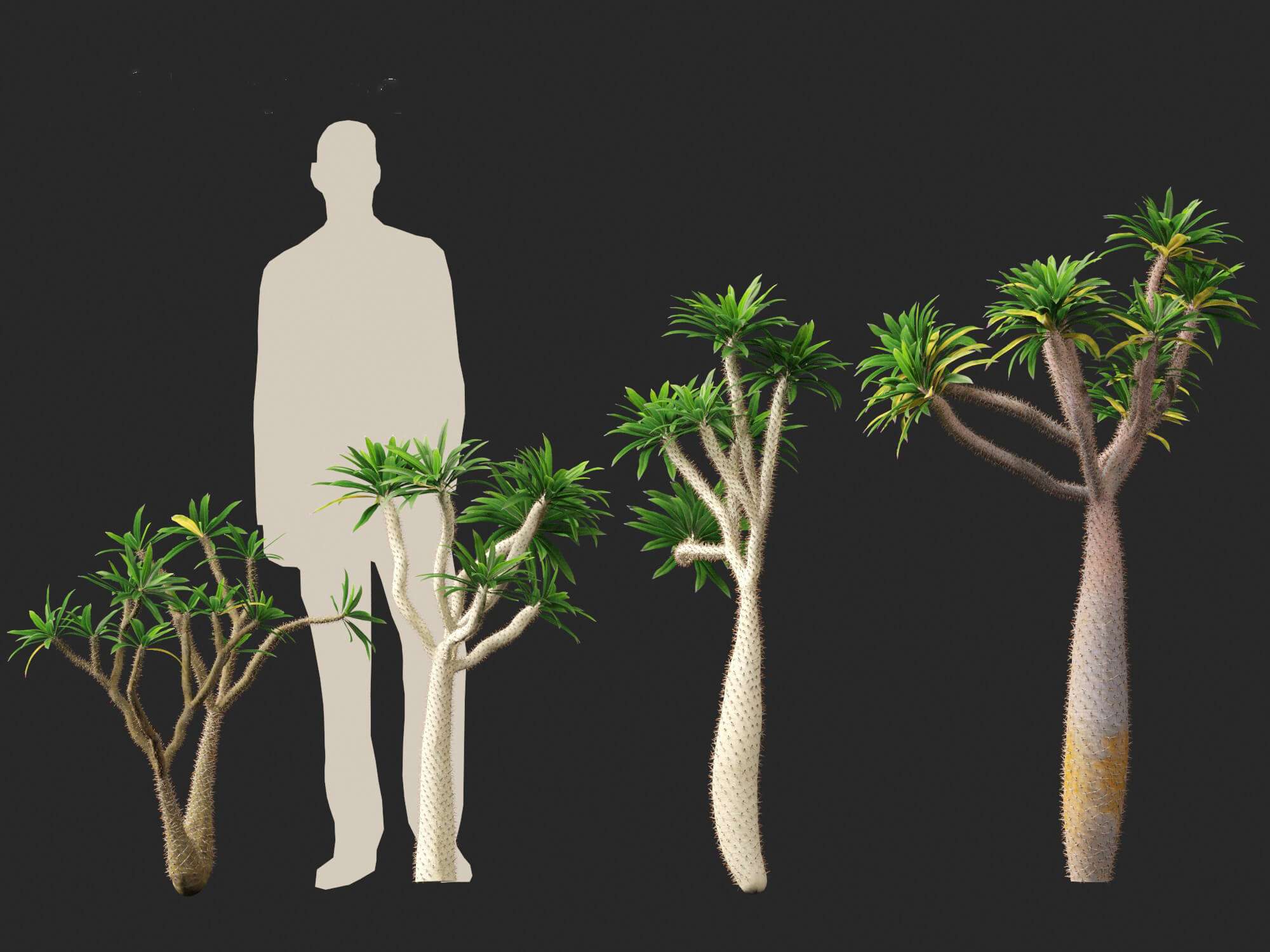 Semi Rari Di Pachypodium Geayi (Palma Del Madagascar) - Confezione Da 5 Semi, Pianta Grassa Succulenta