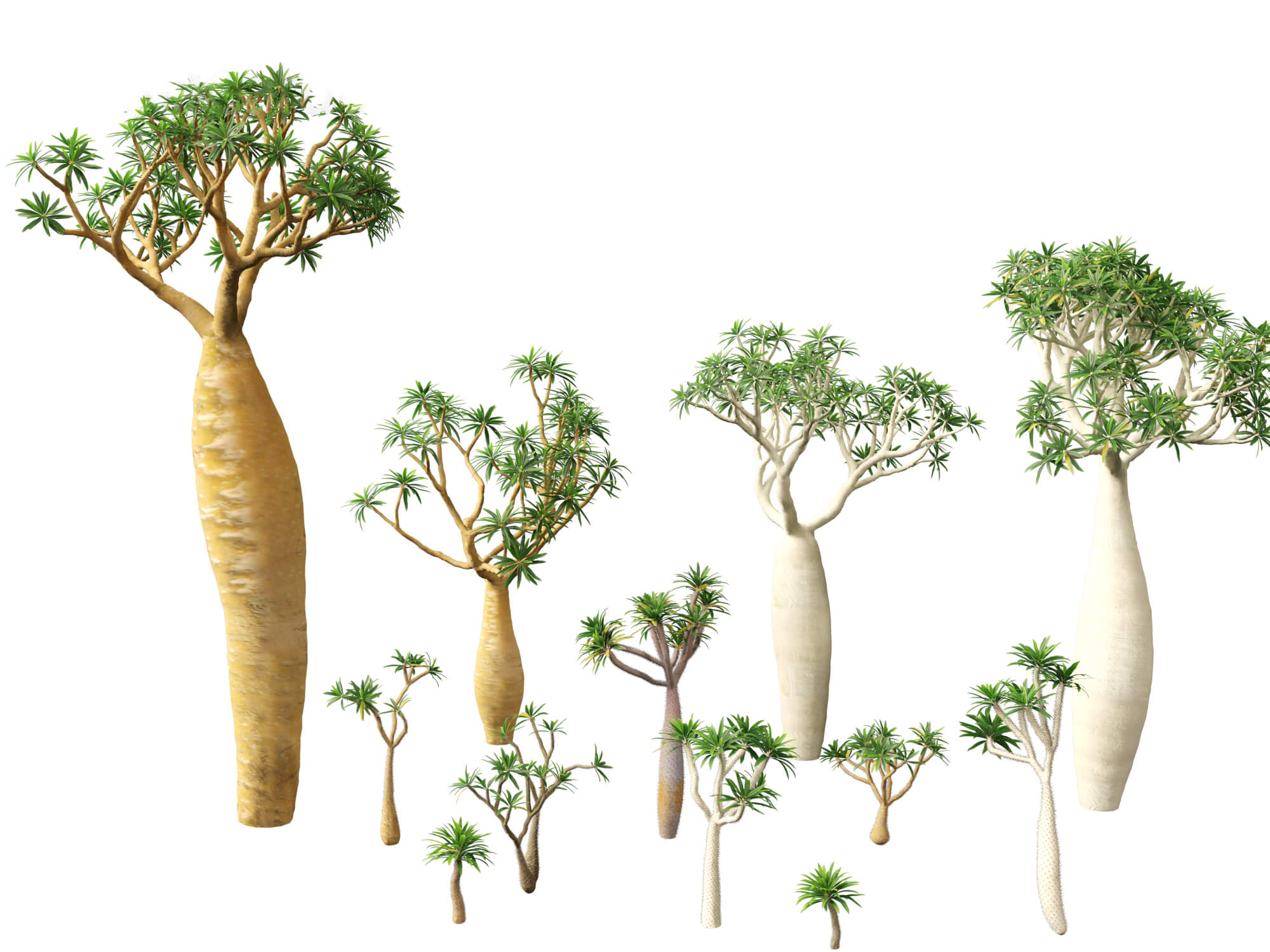 Semi Rari Di Pachypodium Geayi (Palma Del Madagascar) - Confezione Da 5 Semi, Pianta Grassa Succulenta